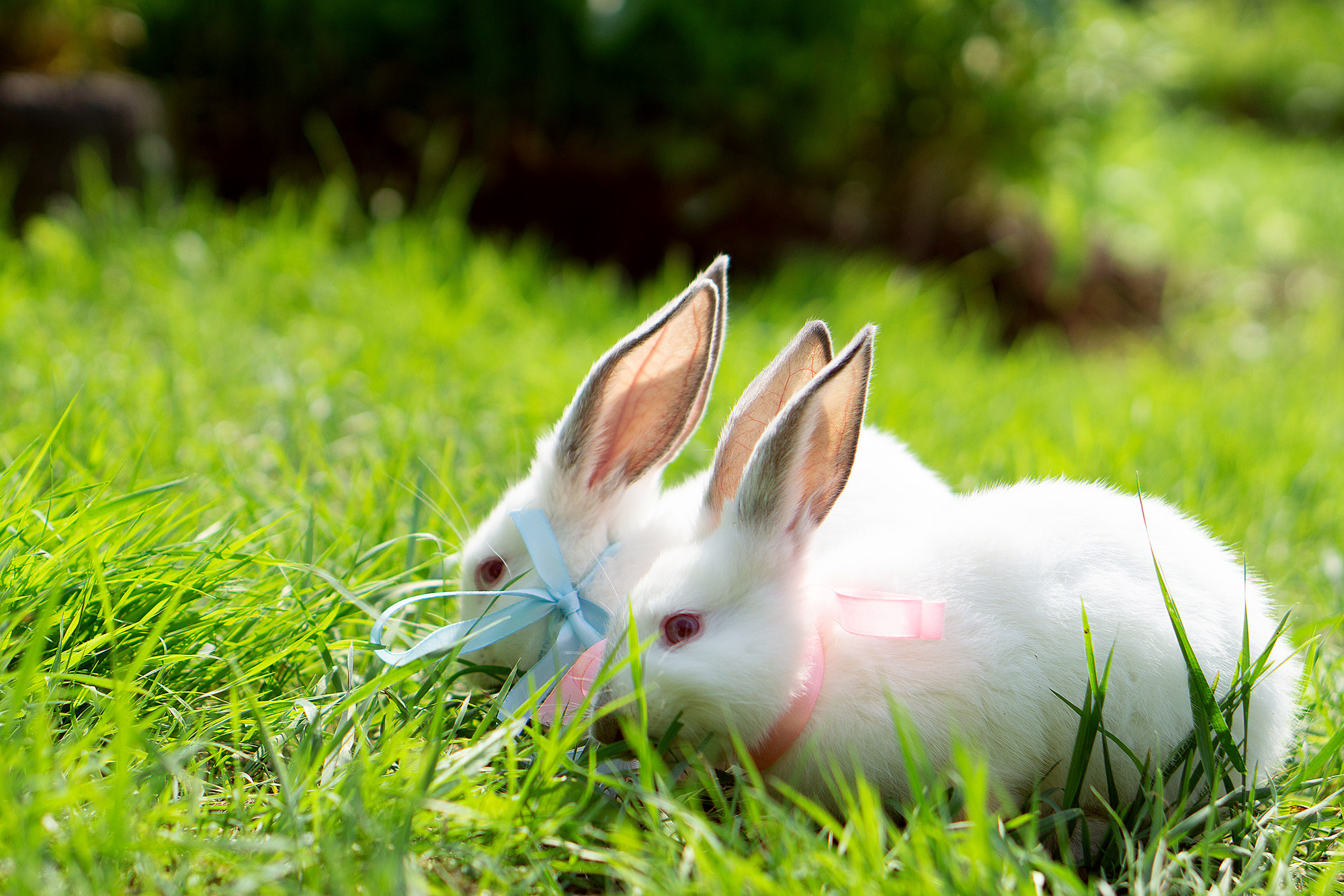 Кролики летом. Семейный и детский фотограф в Хабаровске Анна Гриневич