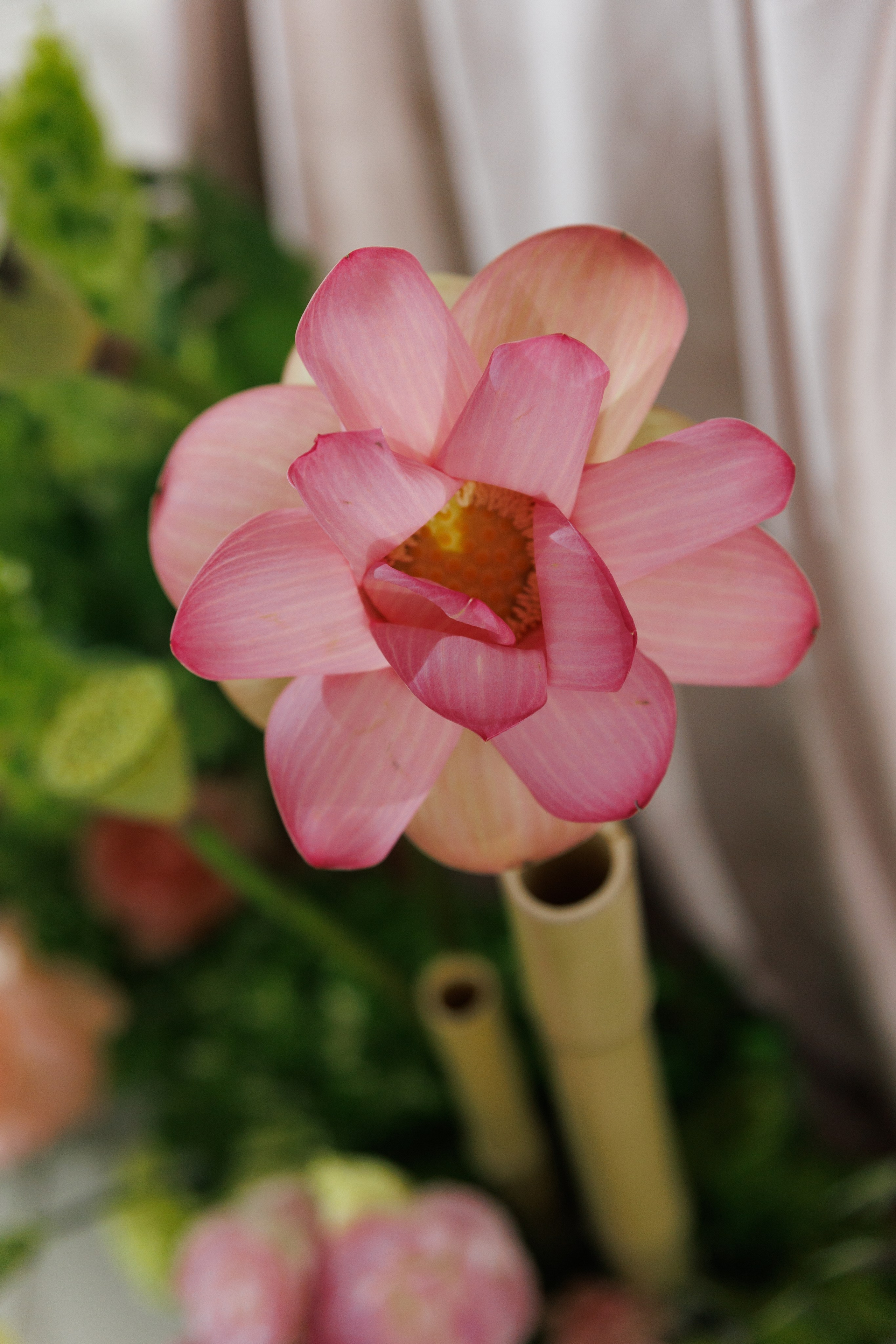 Надя и Купер. Фотограф и Видеограф в Ростове на Дону