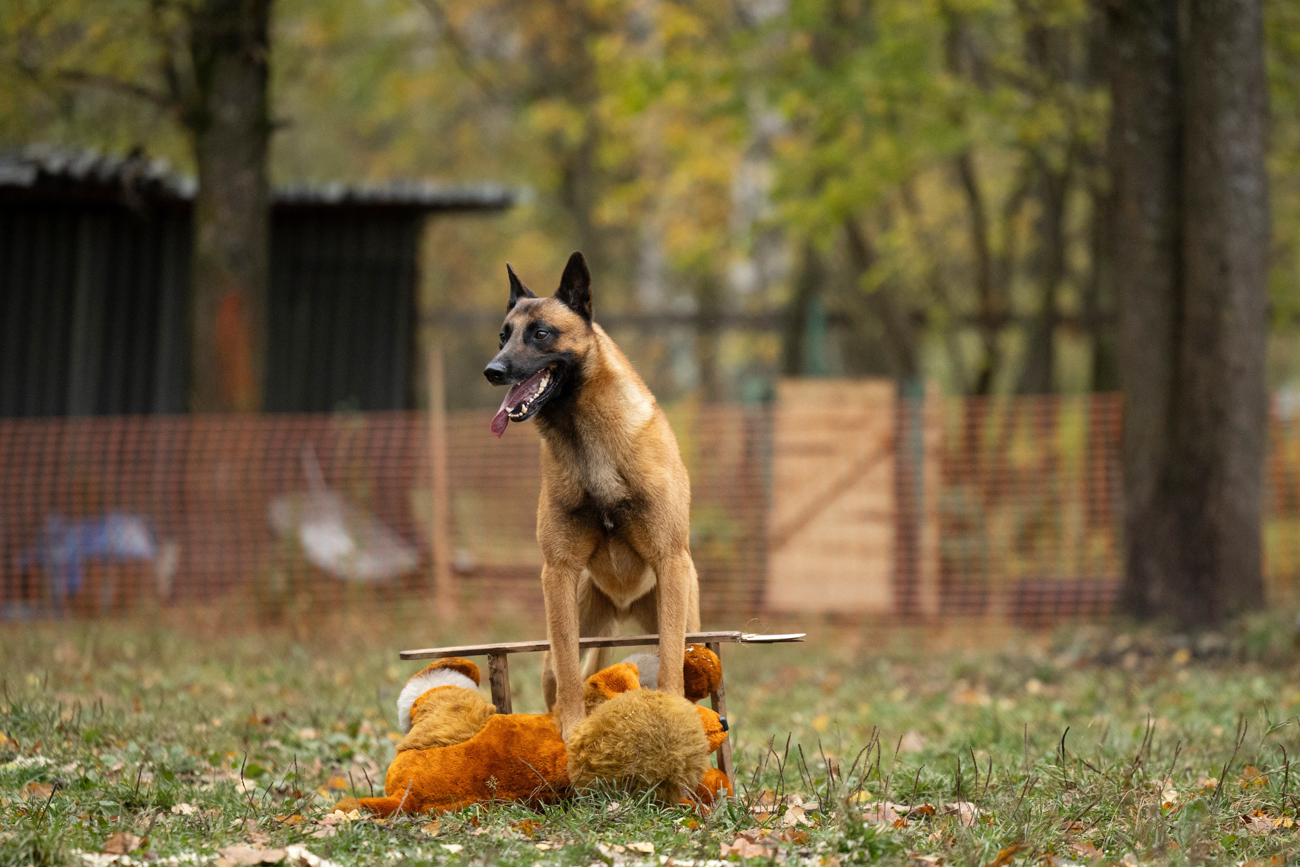 Соревнования по Мондьорингу г. Вологда. Фотограф-анималист Анна Маринич
