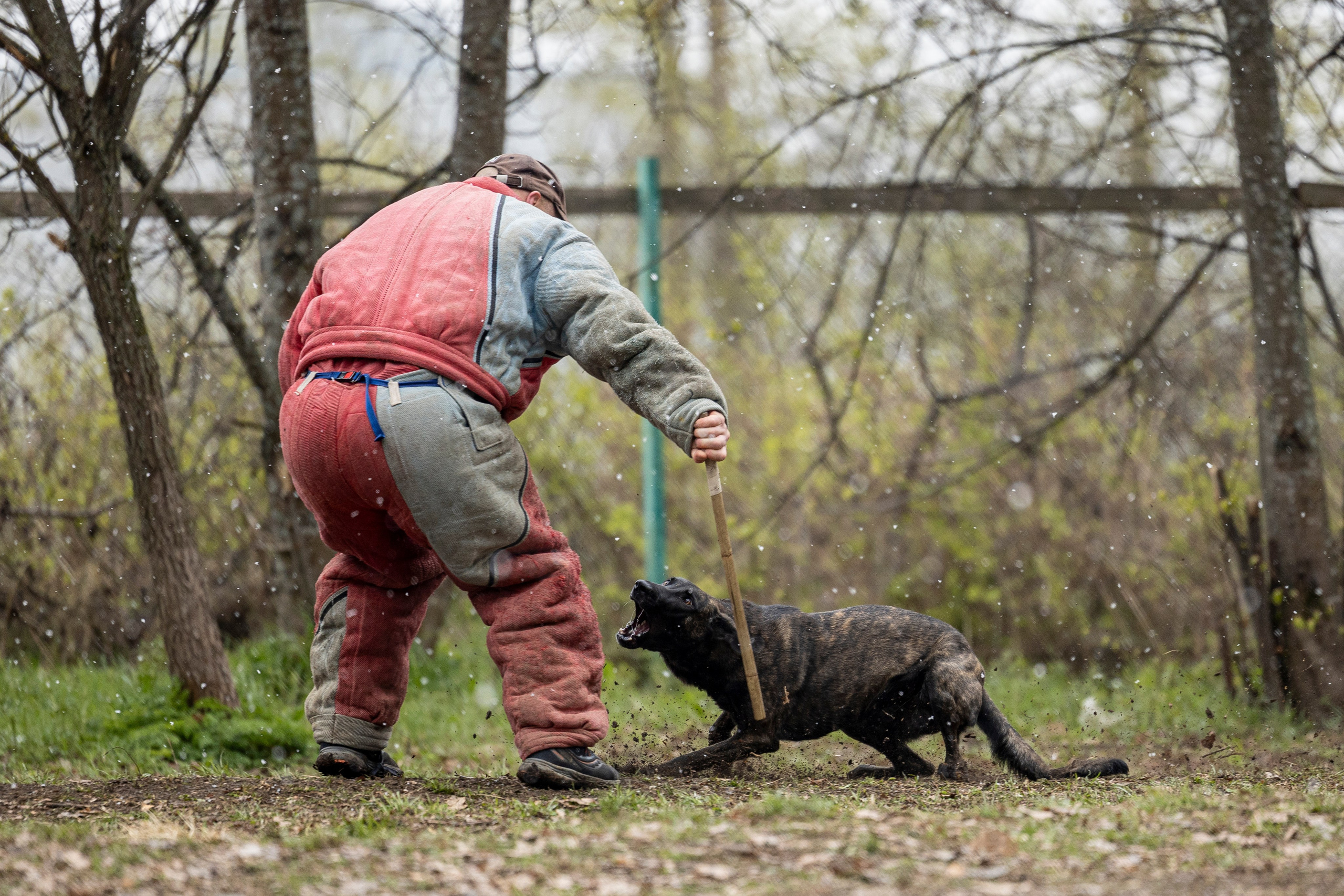 Квалификационные состязания по мондьорингу г. Вологда 11.05.24. Фотограф-анималист Анна Маринич