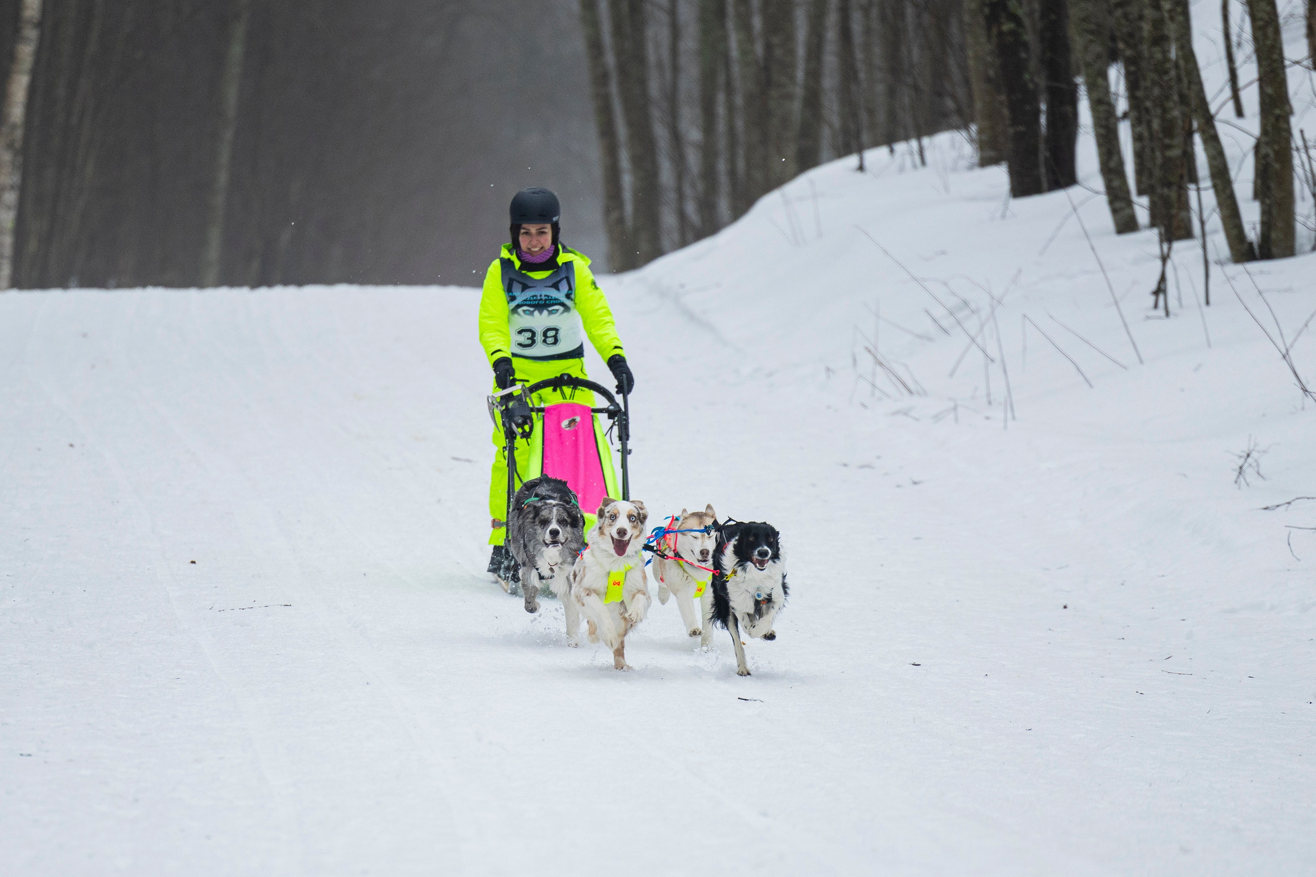 Зимний Чемпионат Санкт-Петербурга по ездовому спорту. Фотограф-анималист Анна Маринич