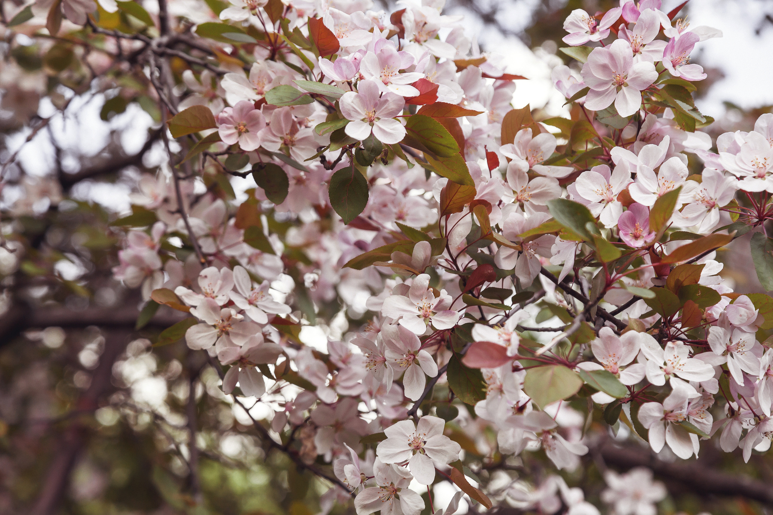 ПЕТР КАТЯ АЭРОН. Свадебный и семейный фотограф в г. Краснодар Терентьева Юлия
