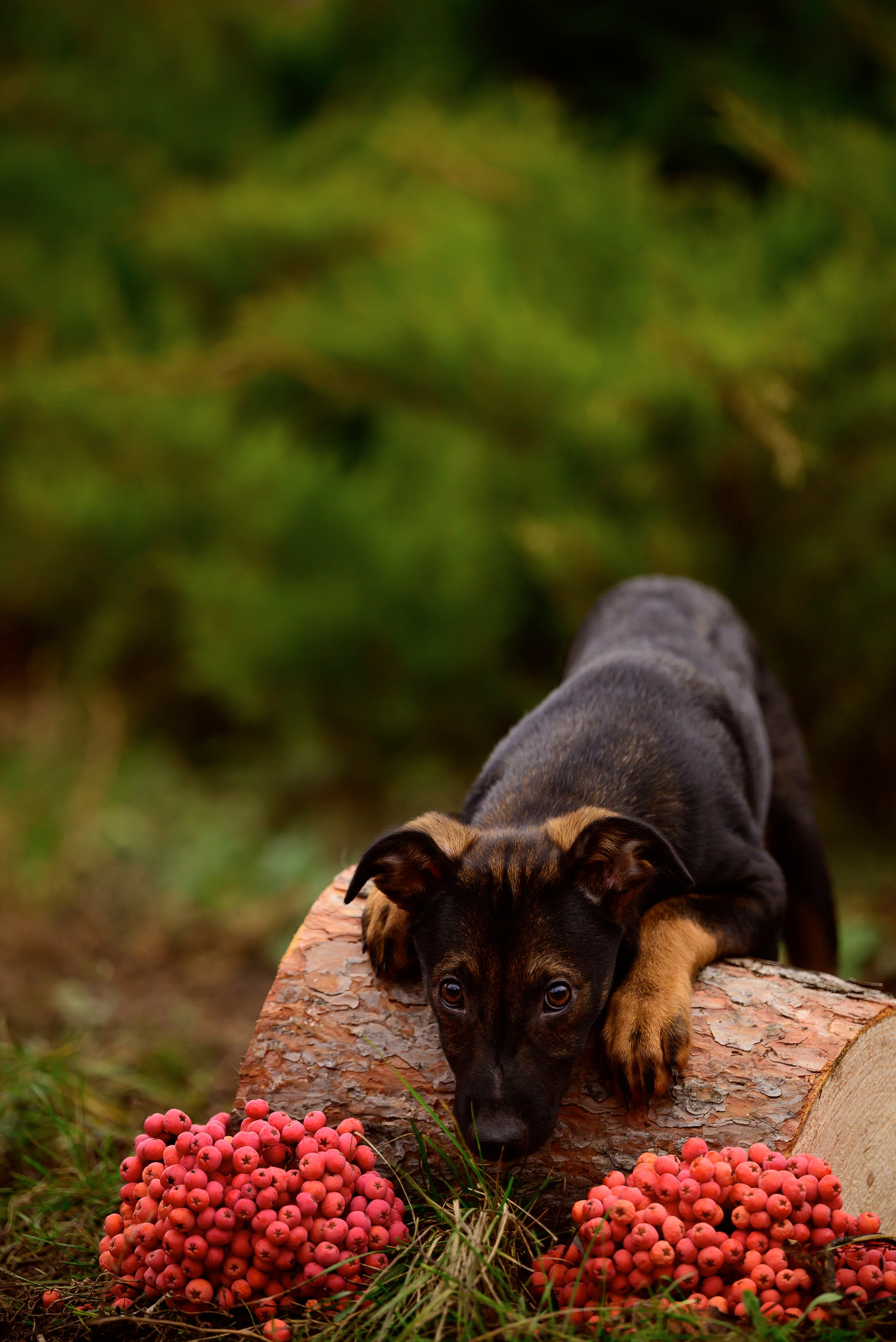 Круассанчики. Мила Астахова