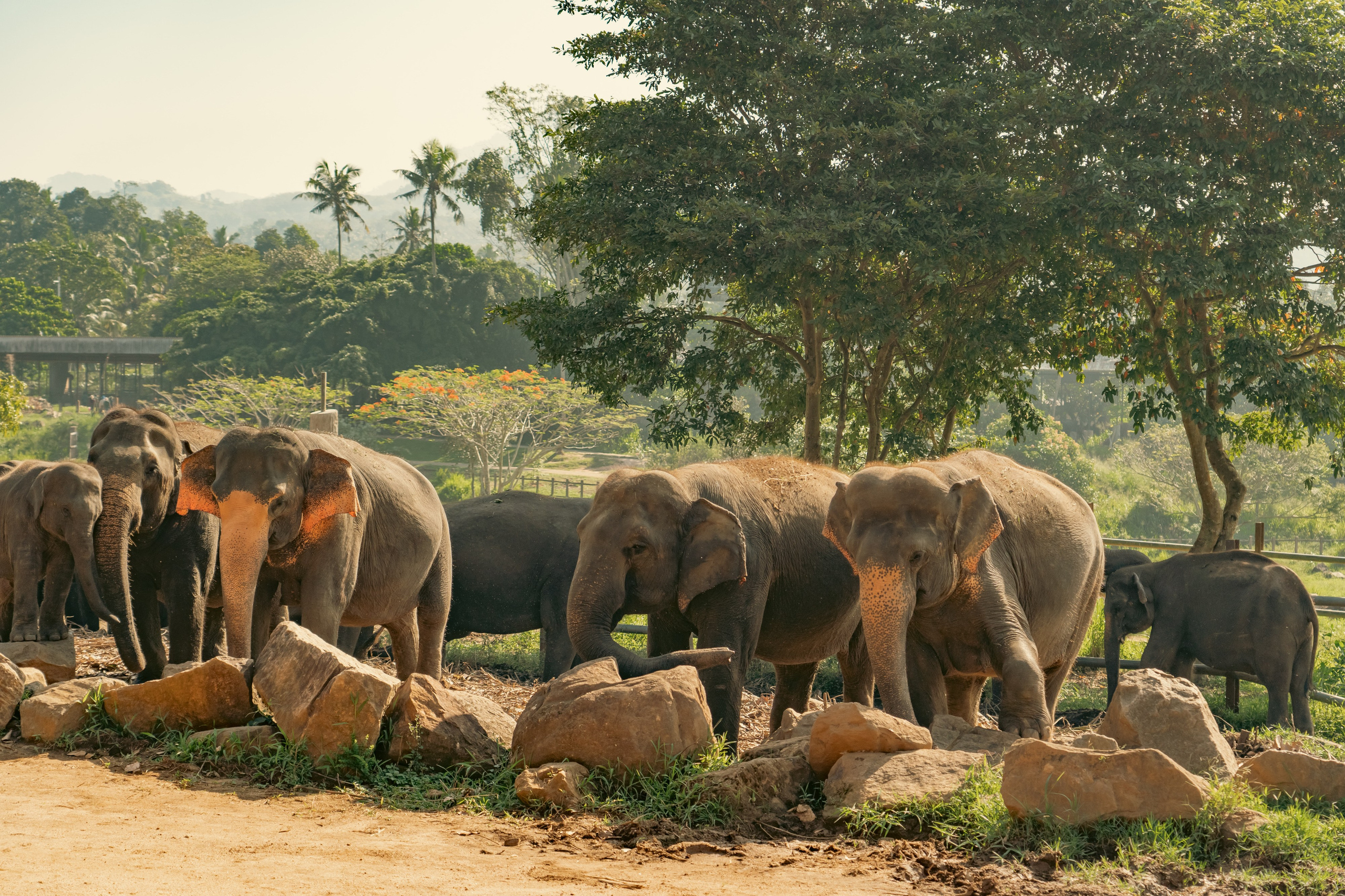 Promo content shooting for Ceylon Forward Tours