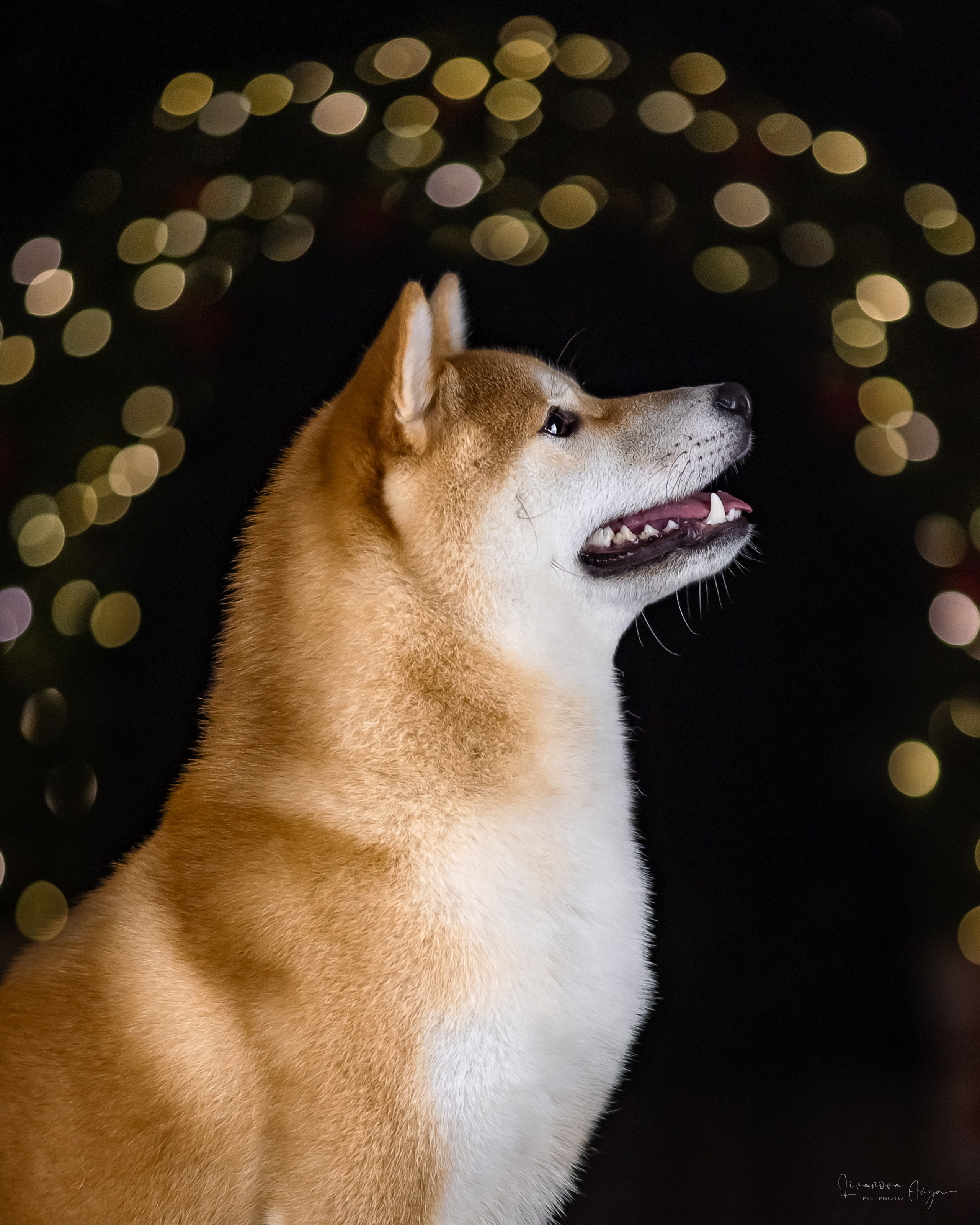 Фотодень_3 2025. Фотограф анималист Аня Ливанова | Рыбинск