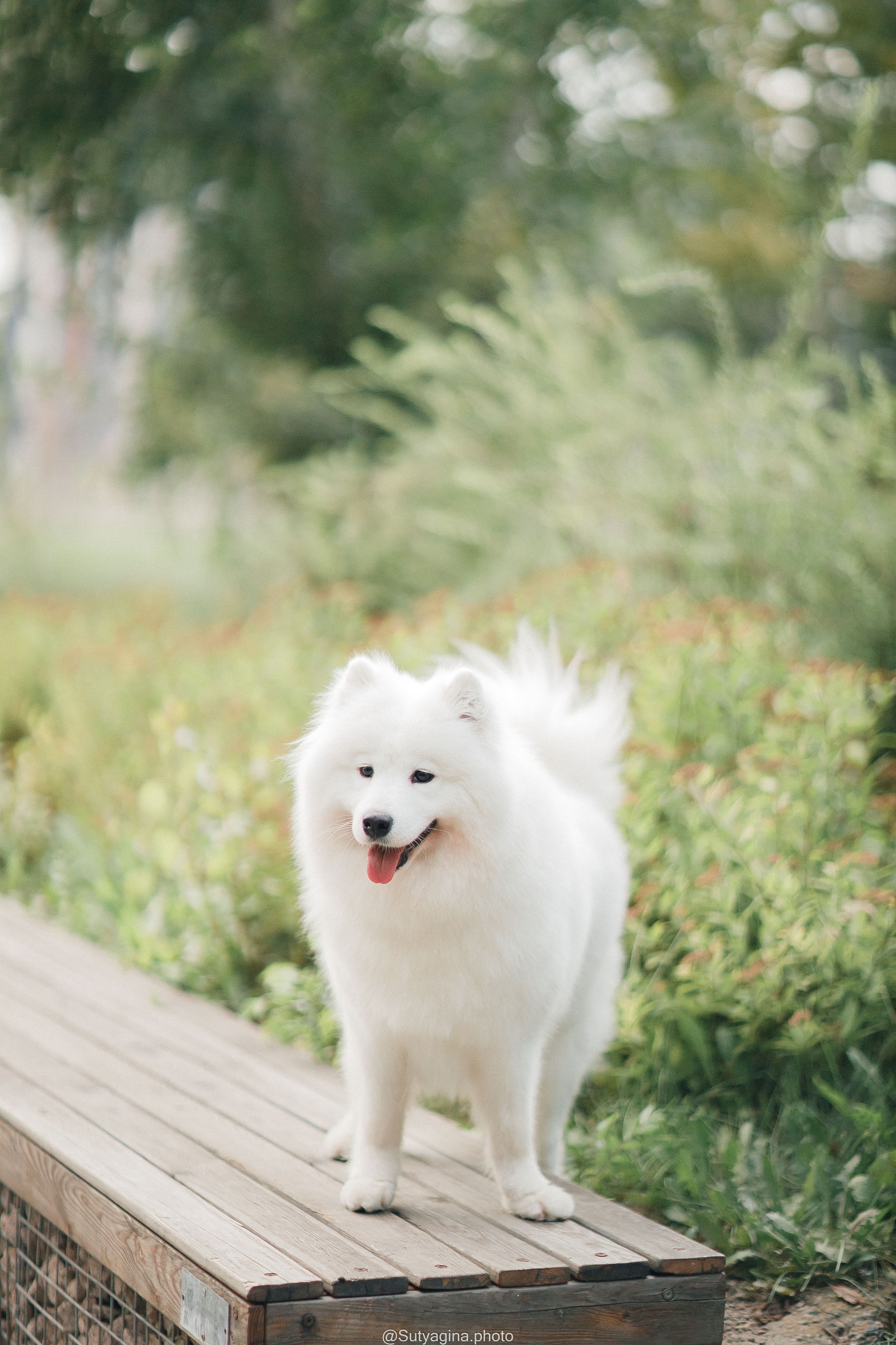 Самоед Рея. Свадебный и женский фотограф