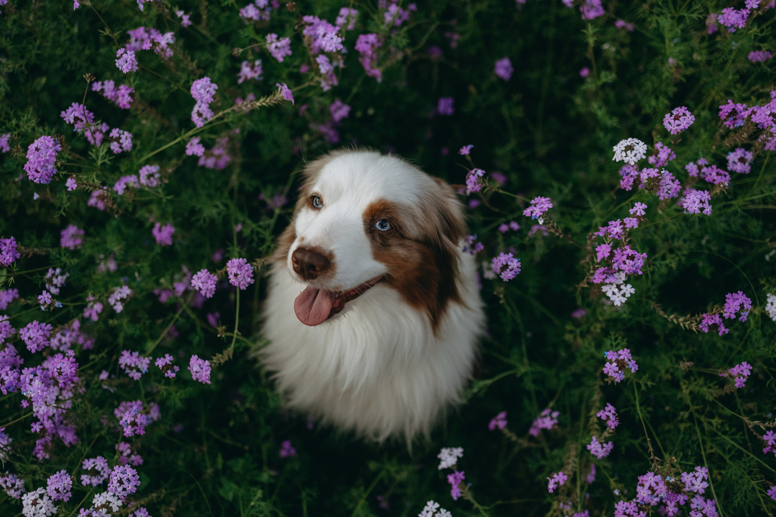Маша и Эклер. Фотограф — Анималист | Санкт-Петербург