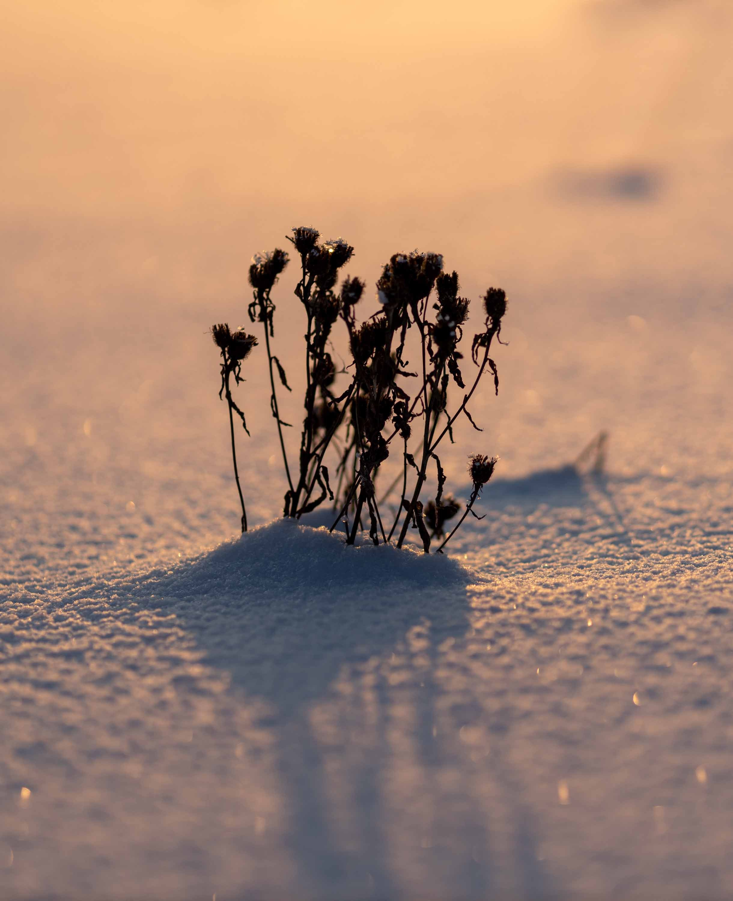 Природные пейзажи. Наталия Клевинскас портретный фотограф в Костроме
