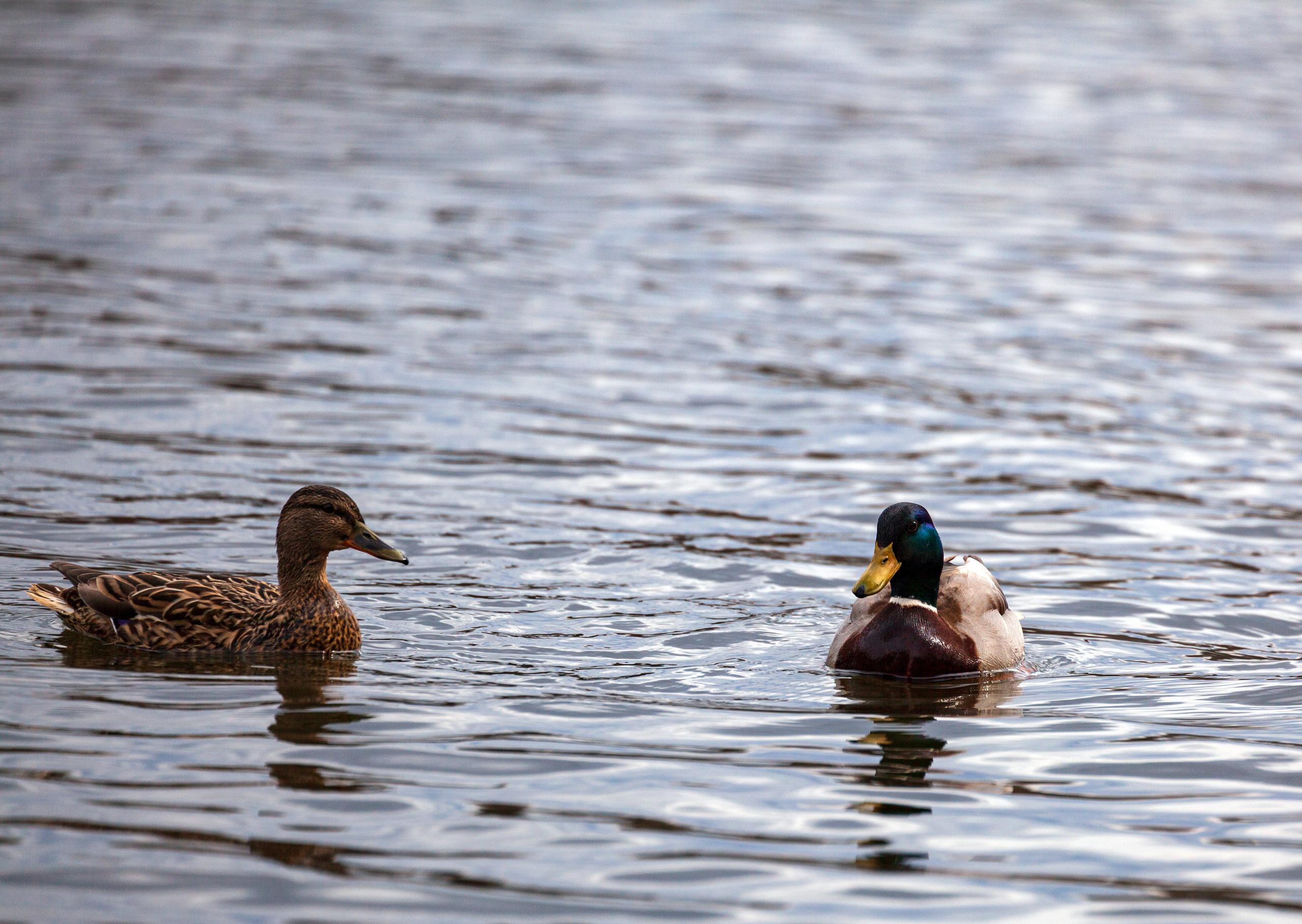 История любви в дикой природе. Фотохудожник Артём Парамонов