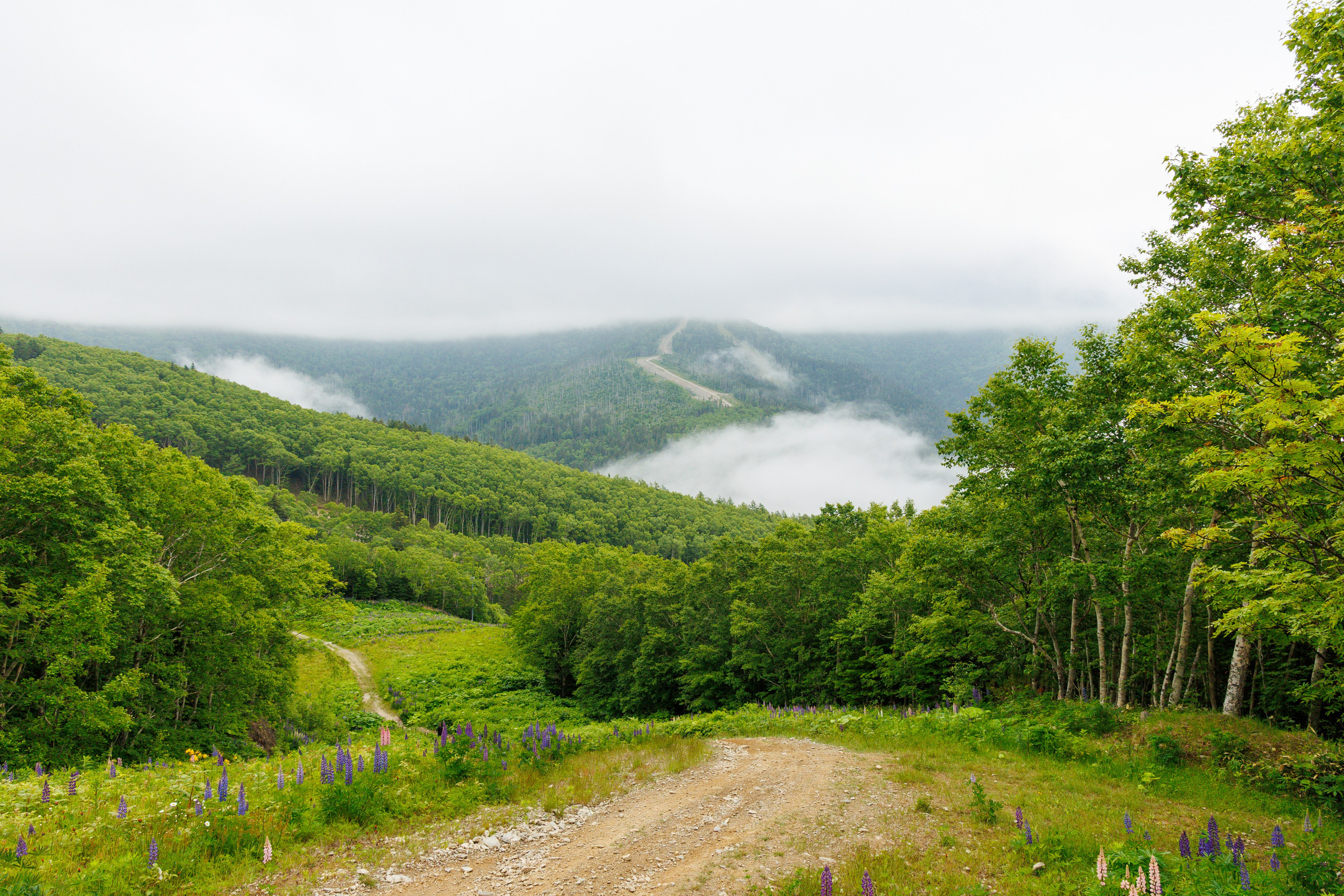 Скайрайниннг-гонка, Сахалинские тропы. Свадебный, семейный и репортажный фотограф в Южно-Сахалинске Артур Петросян