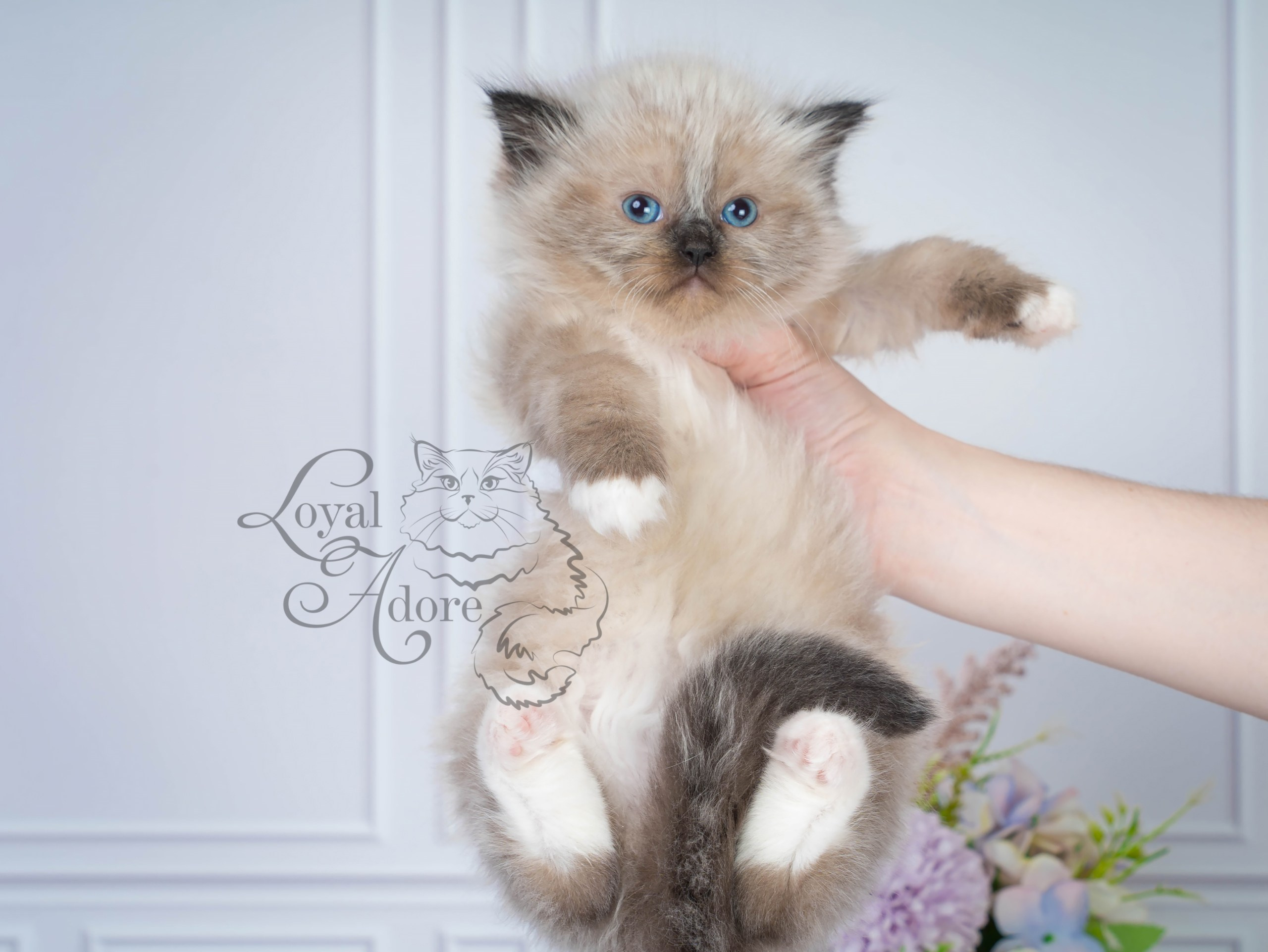 Котята рэгдолл от Loyal Adore. Питомник рэгдолл Loyal Adore