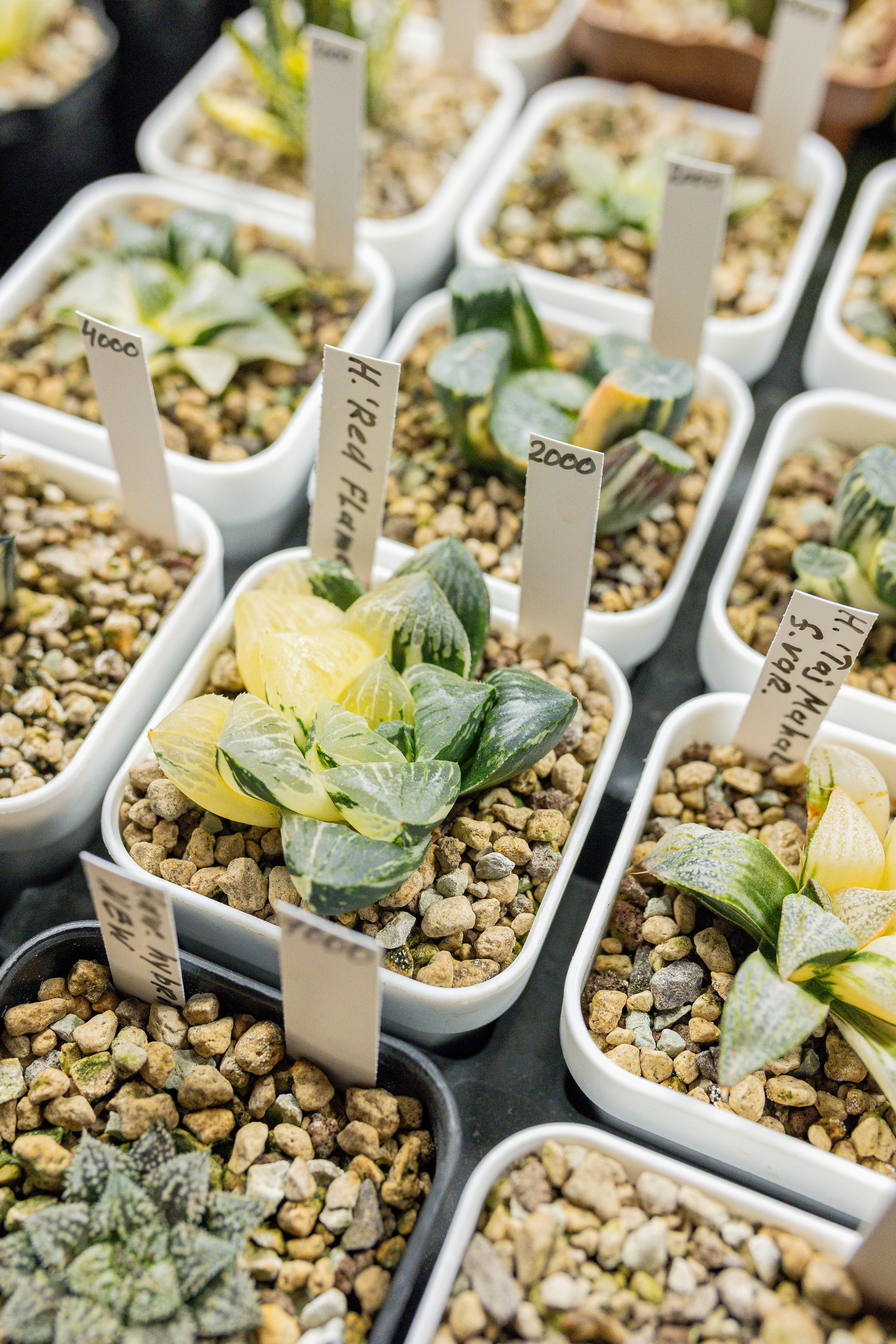 Growbox декабрь 2025. Александра Куликова фотограф, Москва