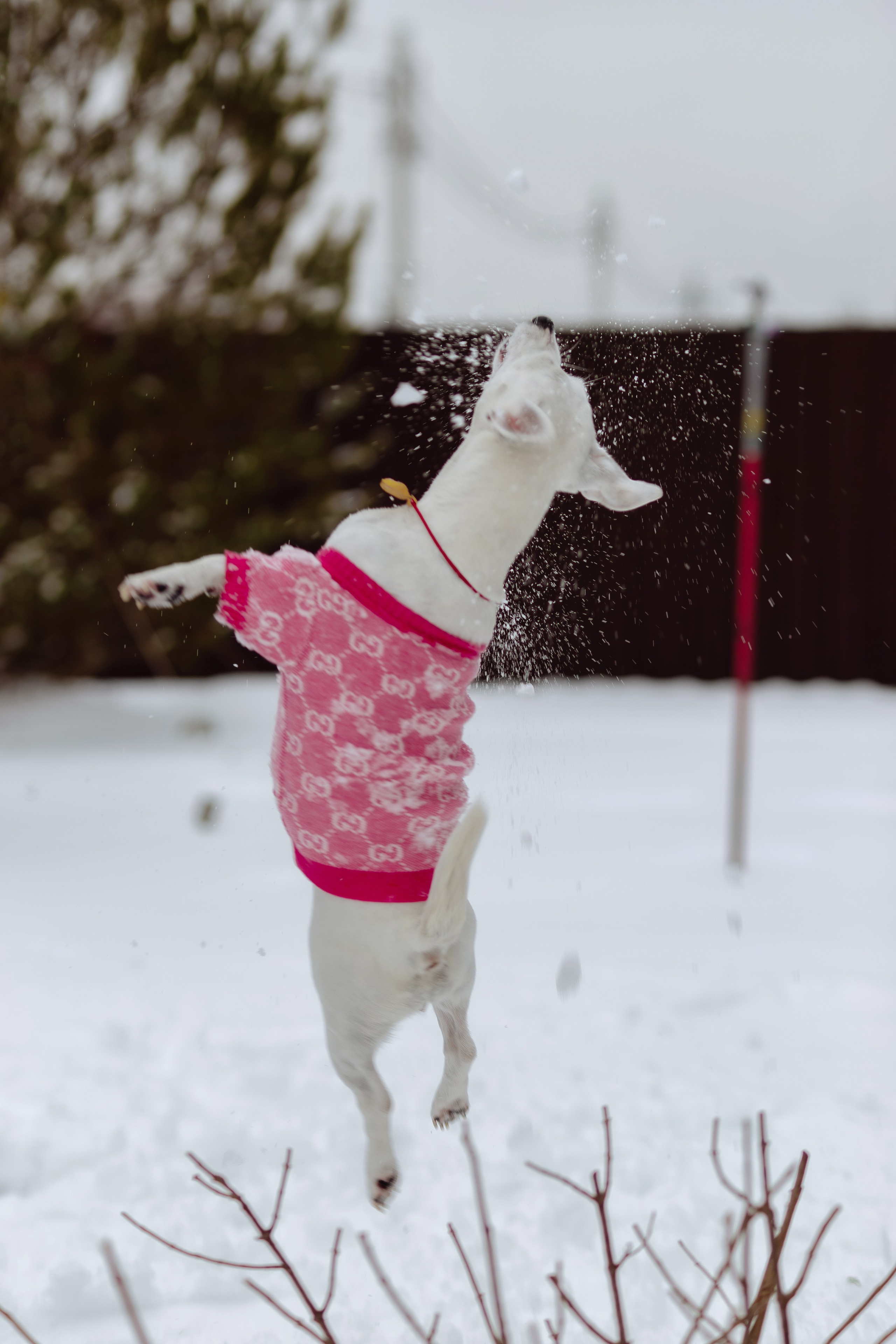 Домашняя. «NEW YEAR». Фотограф Москва / Балашиха