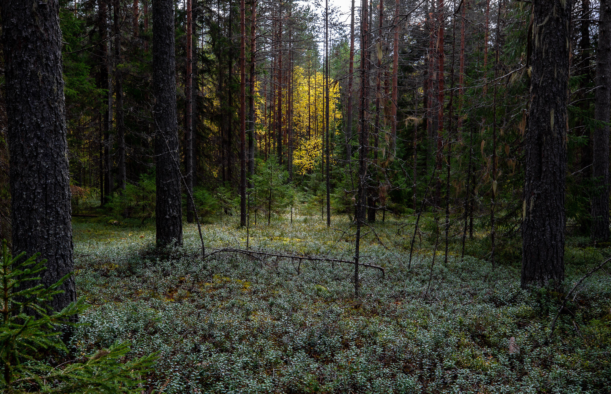 Д. Тарасонаволоцкая, Устьянский р-он, Архангельская область. Фотограф — путешественник Светлана Романовская
