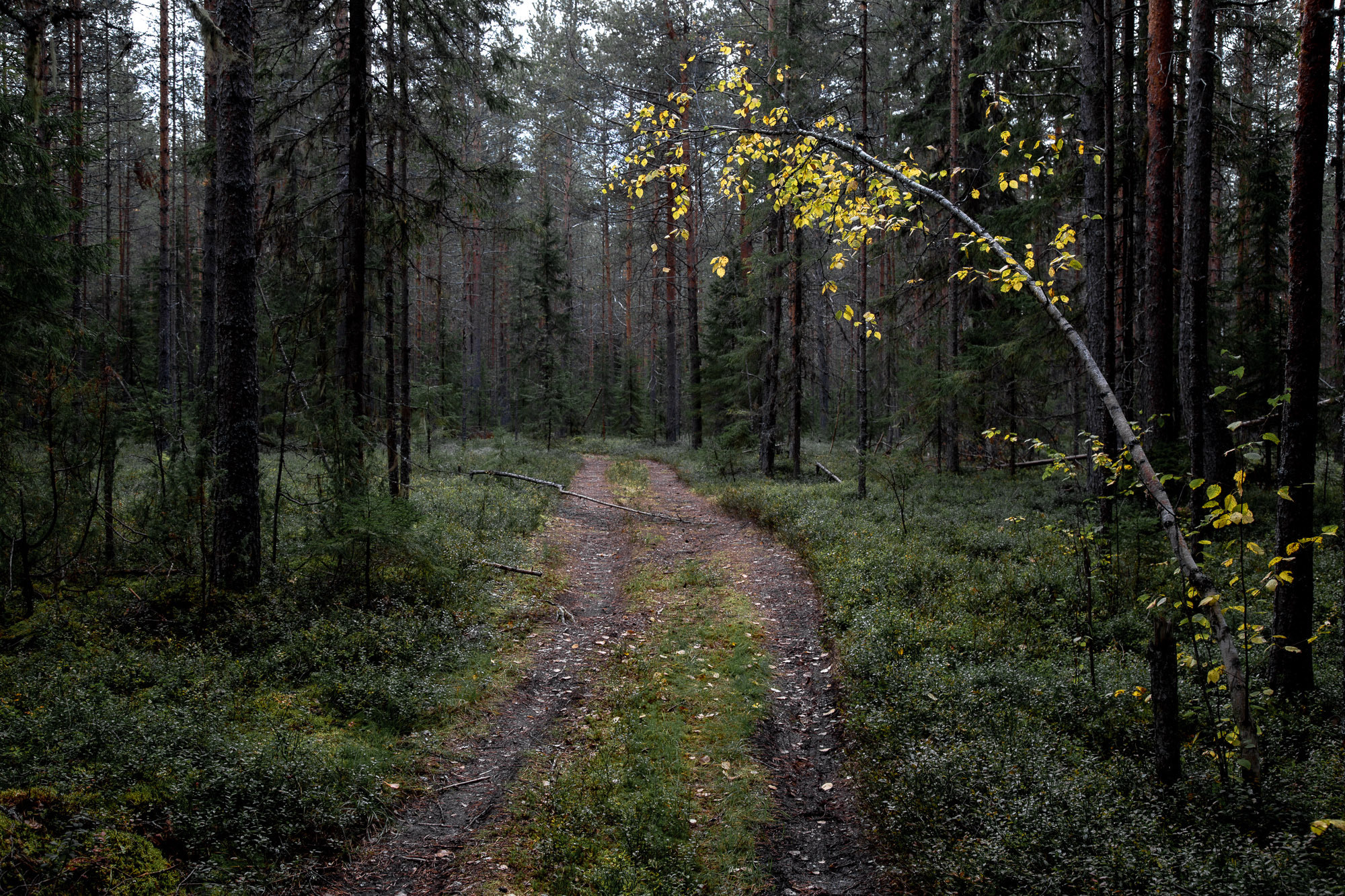 Д. Тарасонаволоцкая, Устьянский р-он, Архангельская область. Фотограф — путешественник Светлана Романовская