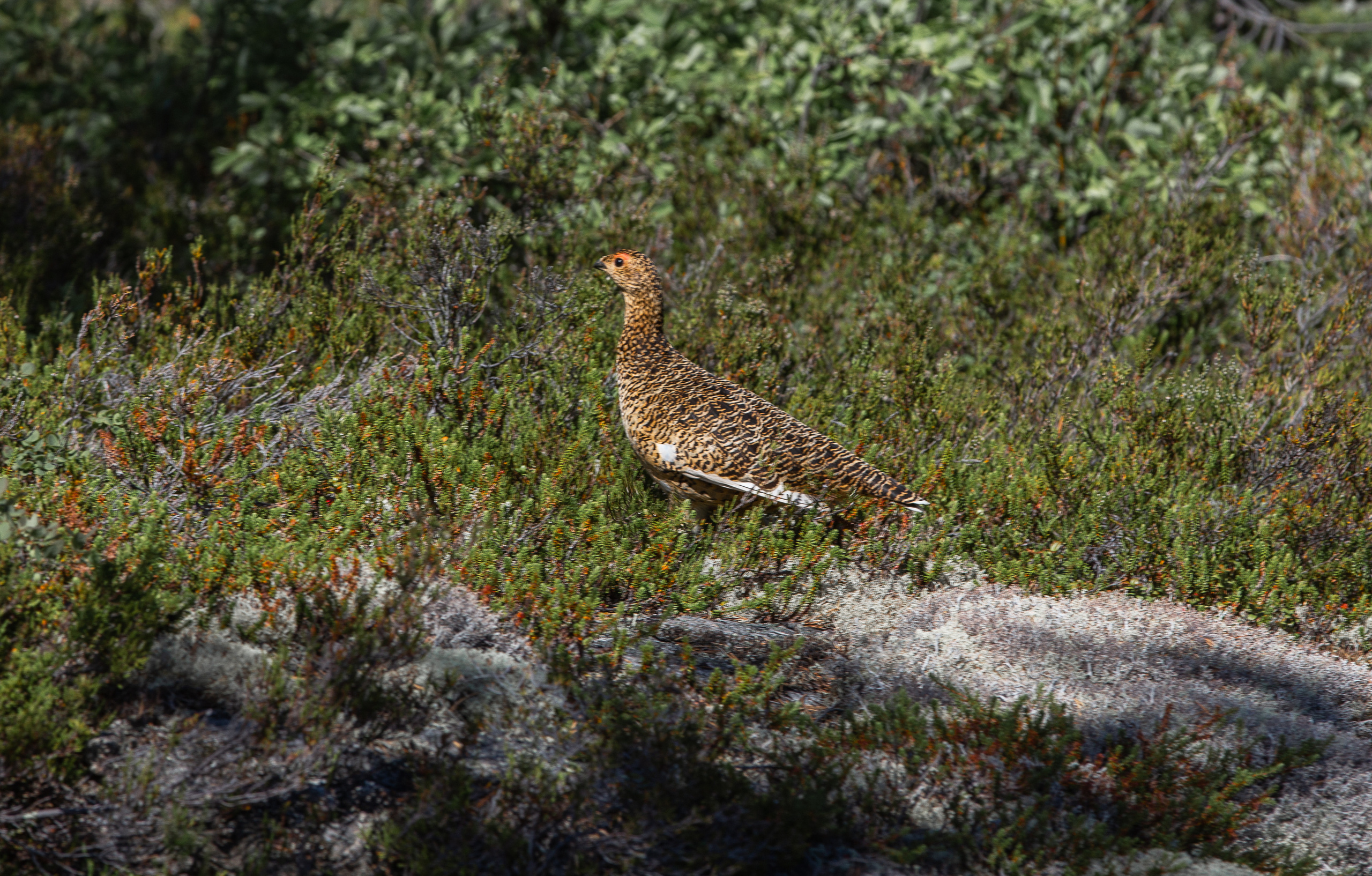 Остров Коткано́. Фотограф — путешественник Светлана Романовская