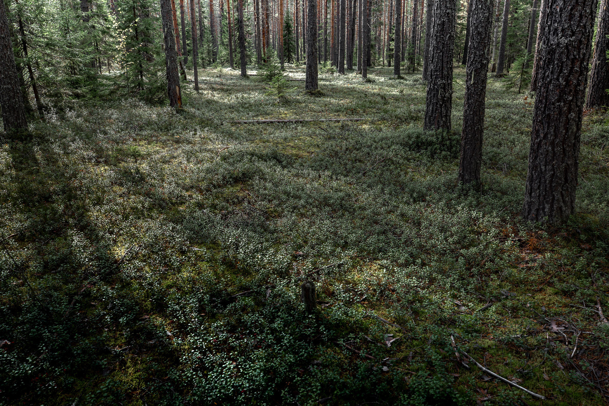 Д. Тарасонаволоцкая, Устьянский р-он, Архангельская область. Фотограф — путешественник Светлана Романовская