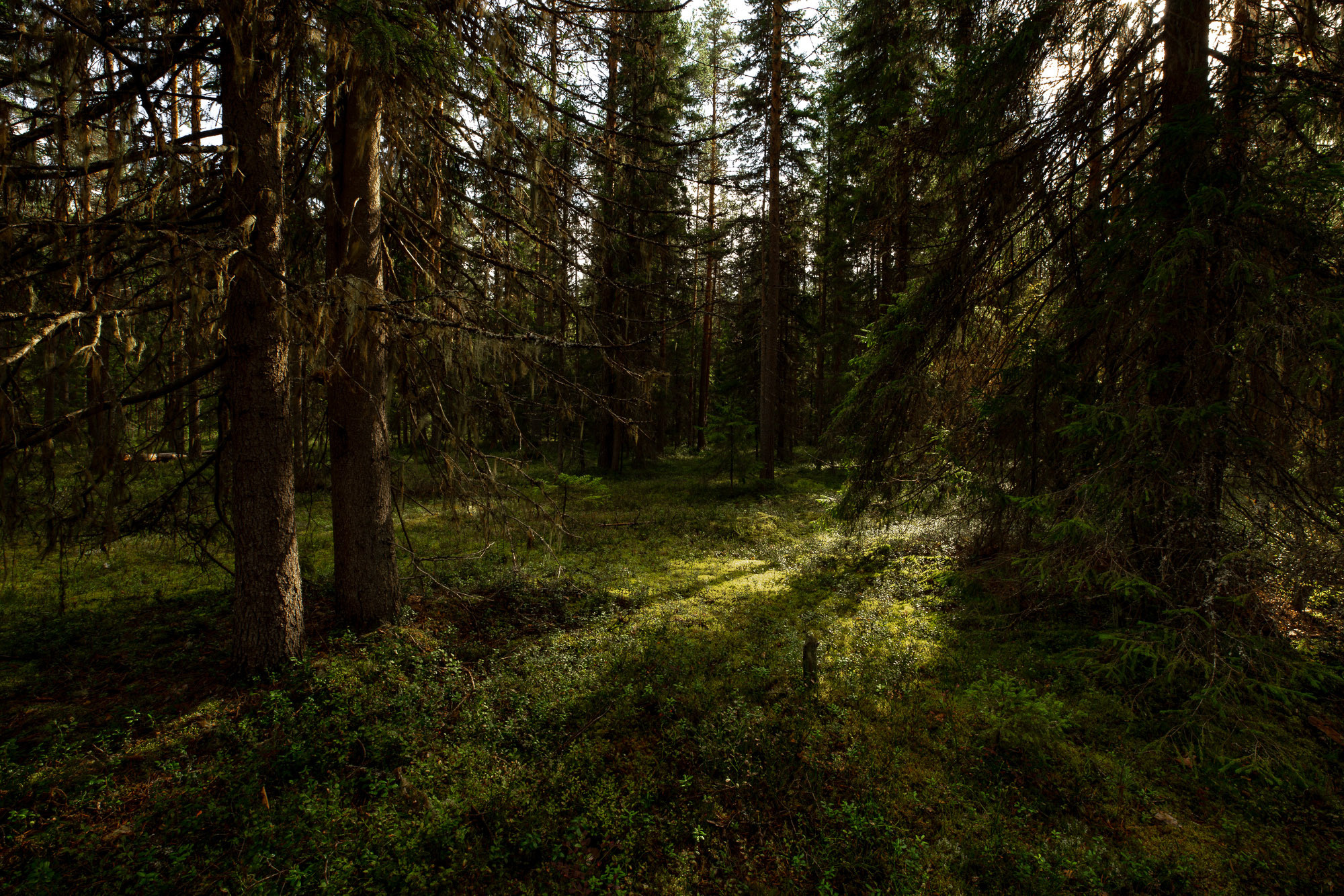 Д. Тарасонаволоцкая, Устьянский р-он, Архангельская область. Фотограф — путешественник Светлана Романовская