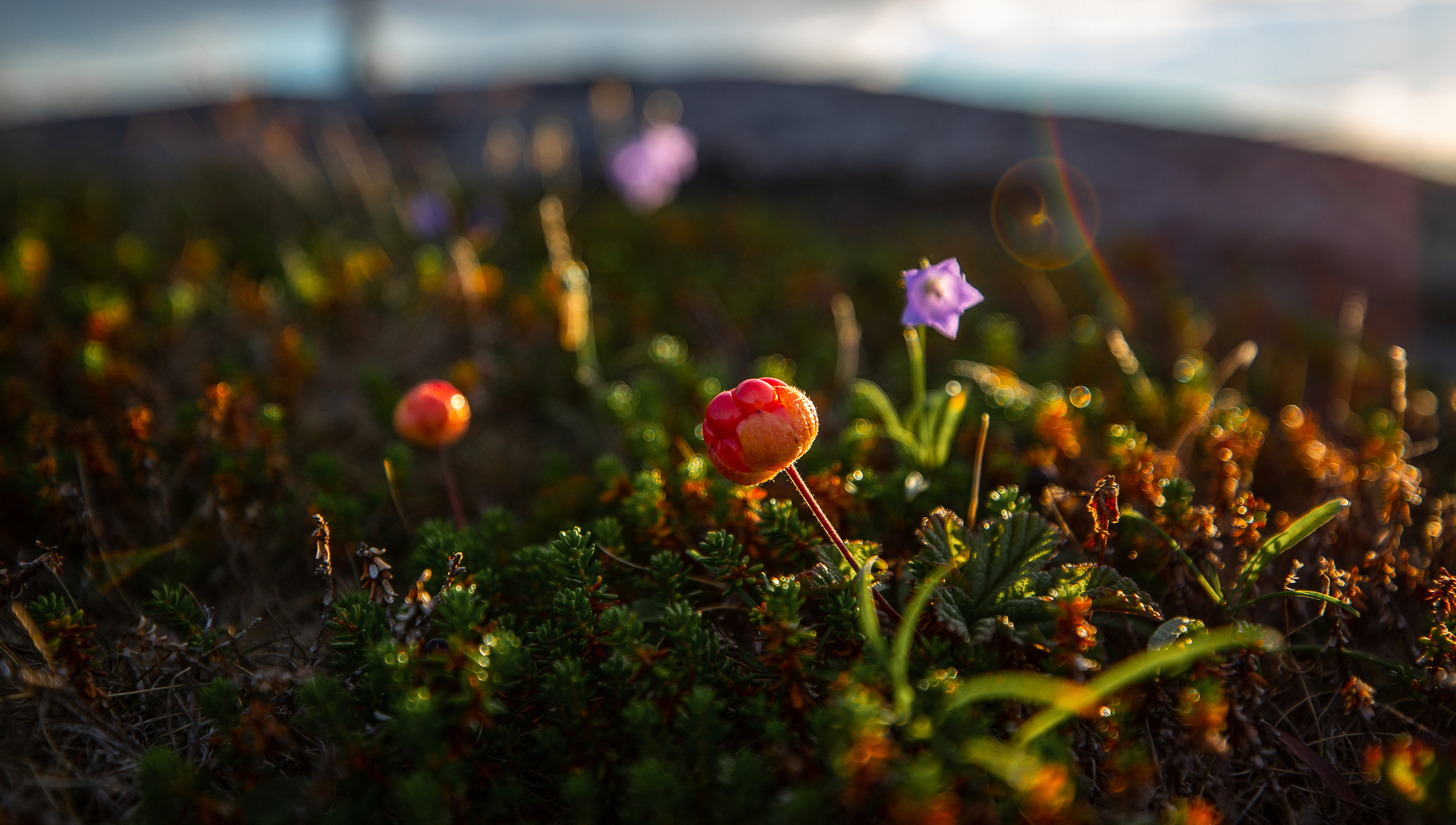 Остров Коткано́. Фотограф — путешественник Светлана Романовская