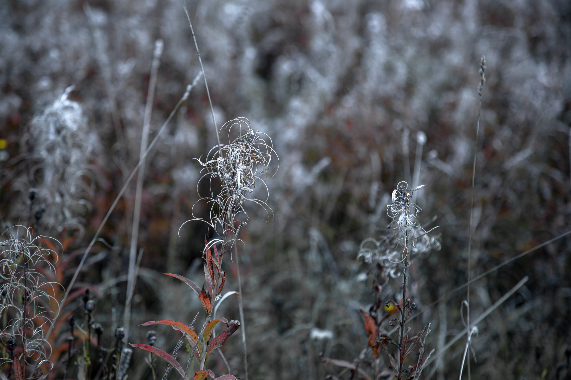 Д. Тарасонаволоцкая, Устьянский р-он, Архангельская область. Фотограф — путешественник Светлана Романовская