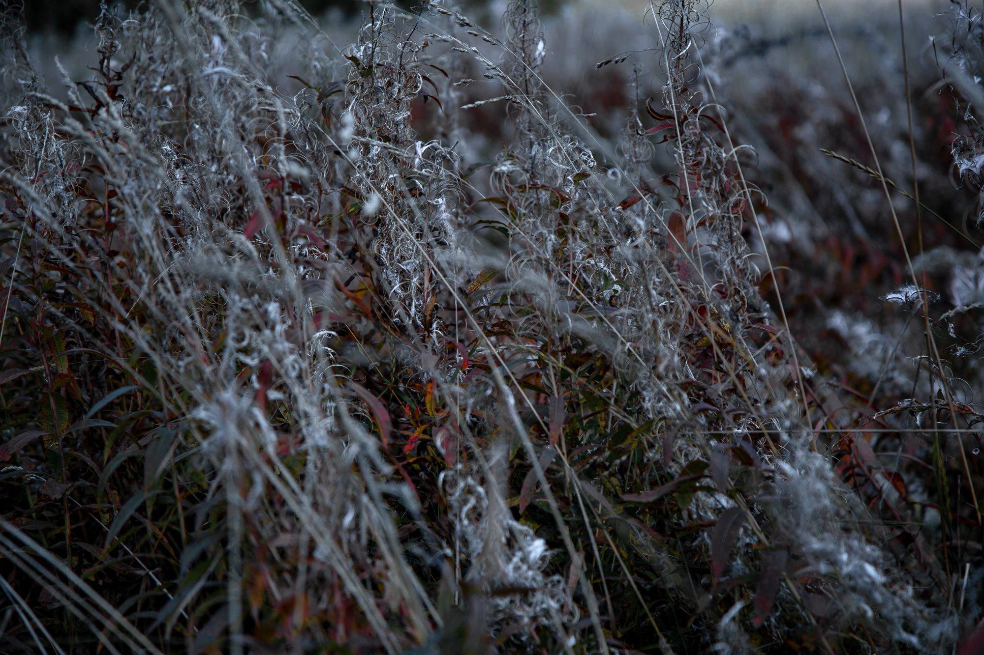Д. Тарасонаволоцкая, Устьянский р-он, Архангельская область. Фотограф — путешественник Светлана Романовская
