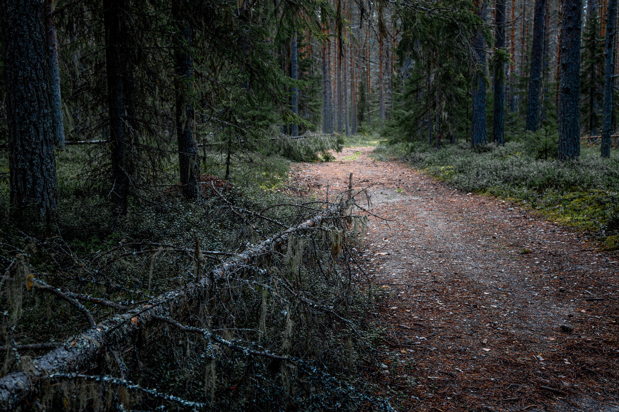 Д. Тарасонаволоцкая, Устьянский р-он, Архангельская область. Фотограф — путешественник Светлана Романовская