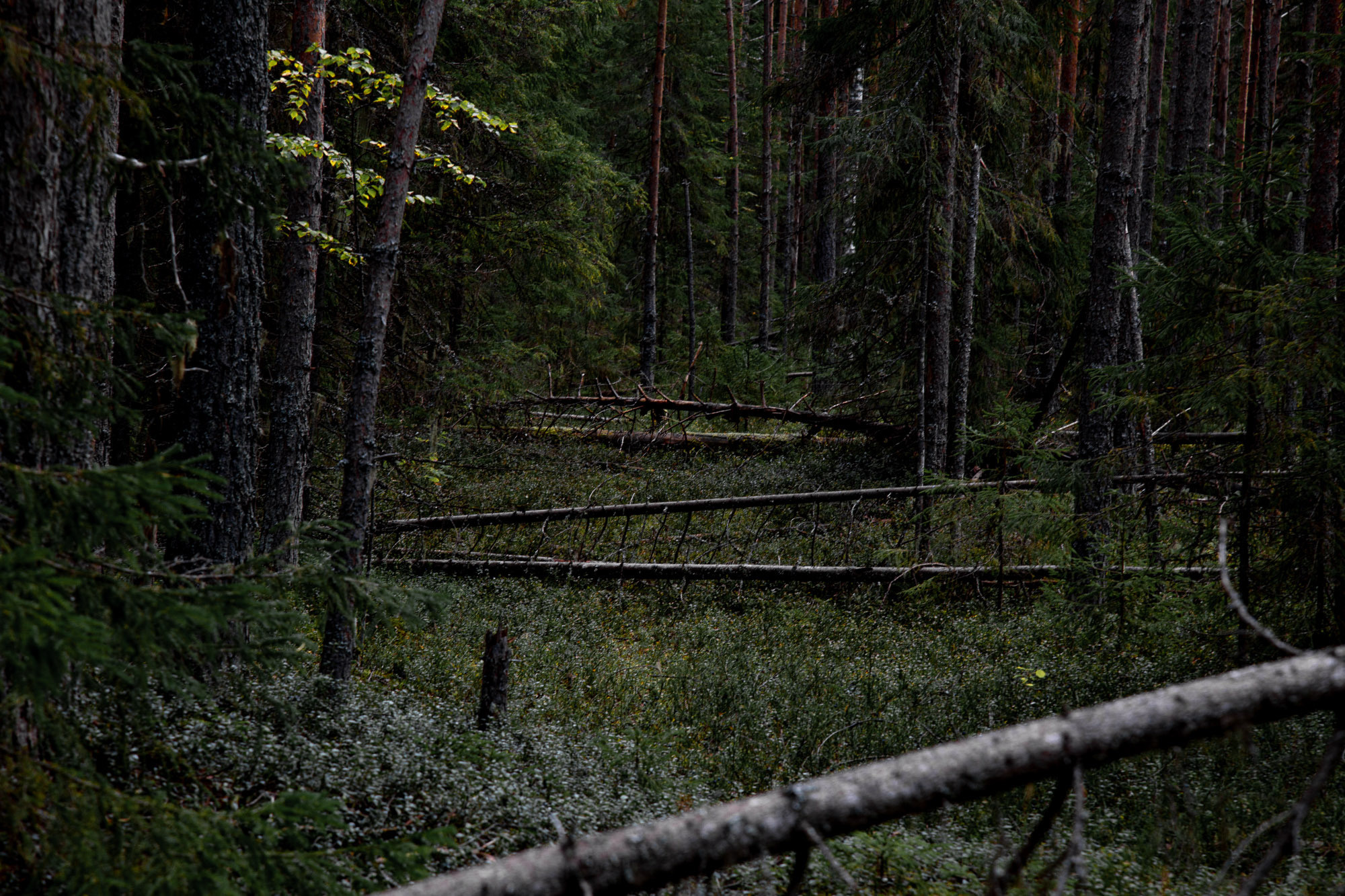 Д. Тарасонаволоцкая, Устьянский р-он, Архангельская область. Фотограф — путешественник Светлана Романовская