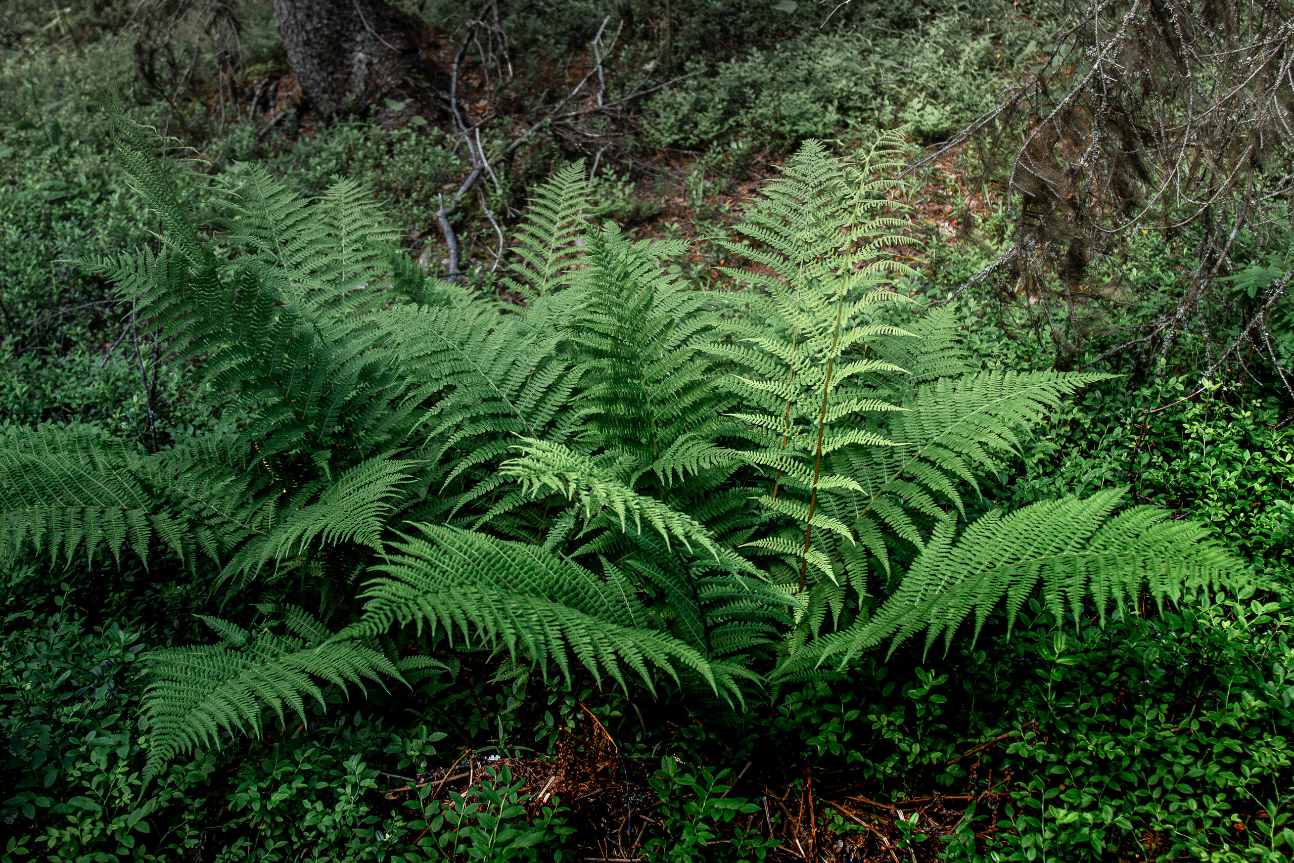 Остров Коткано́. Фотограф — путешественник Светлана Романовская