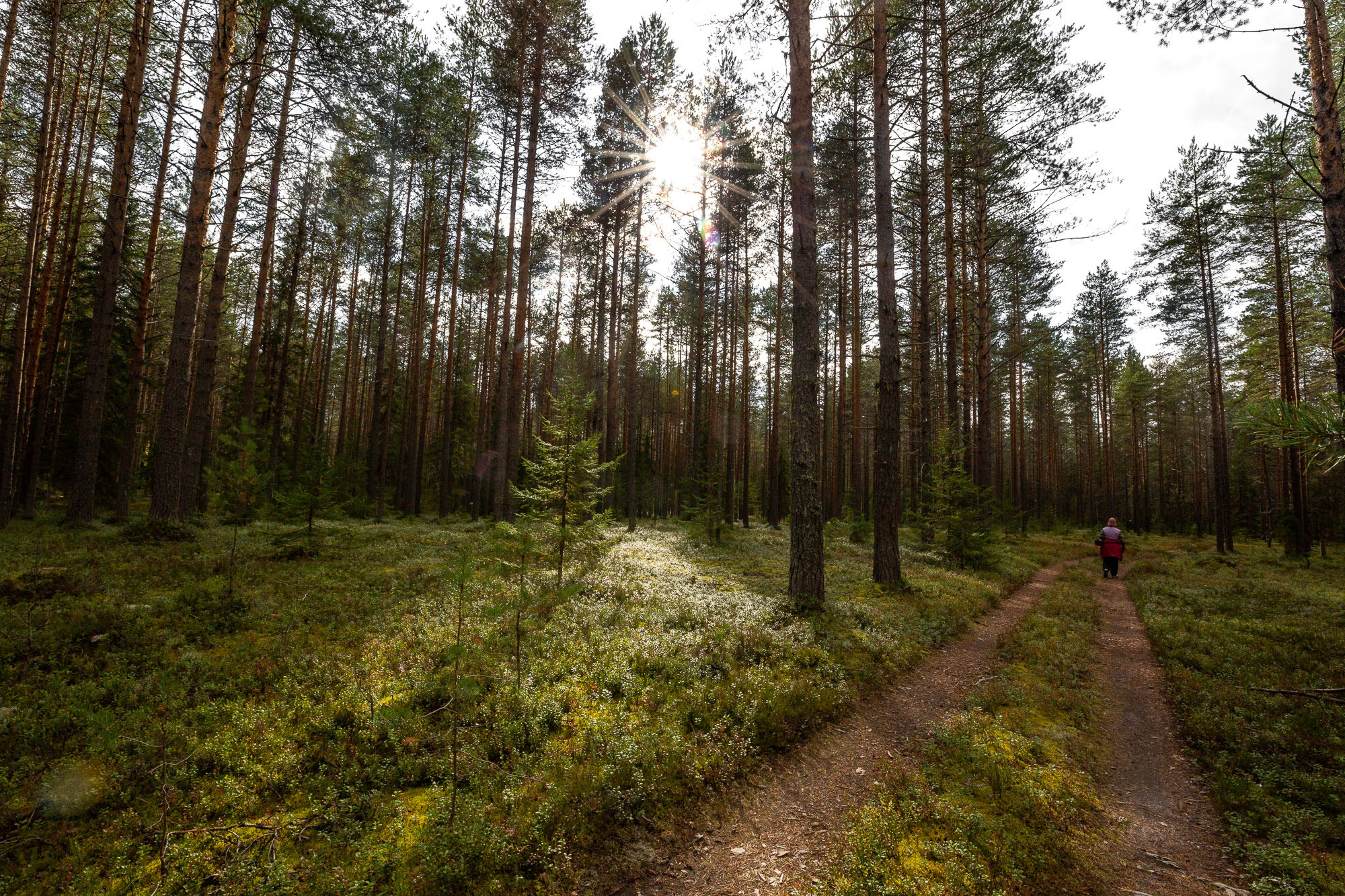 Д. Тарасонаволоцкая, Устьянский р-он, Архангельская область. Фотограф — путешественник Светлана Романовская