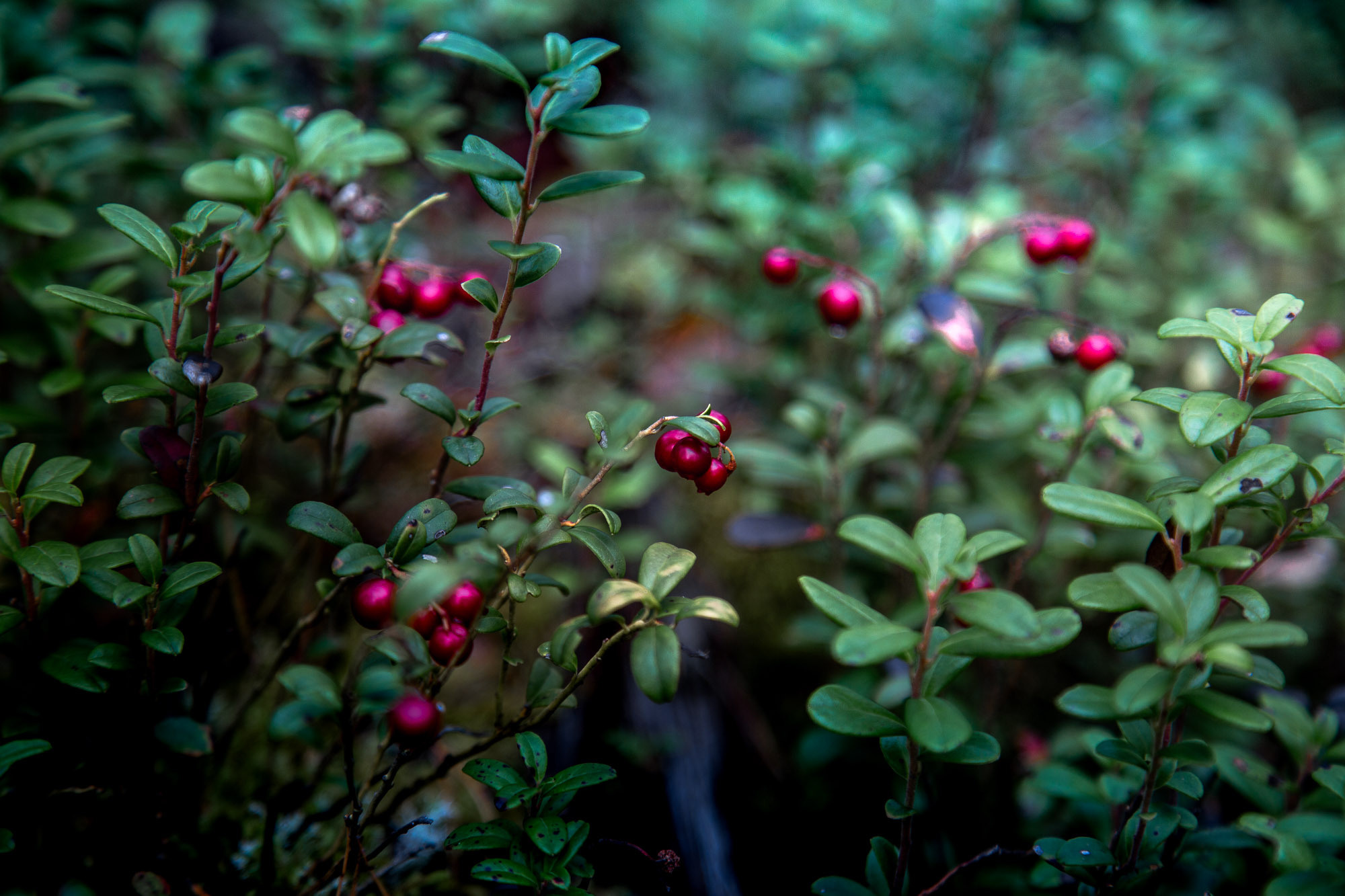 Д. Тарасонаволоцкая, Устьянский р-он, Архангельская область. Фотограф — путешественник Светлана Романовская
