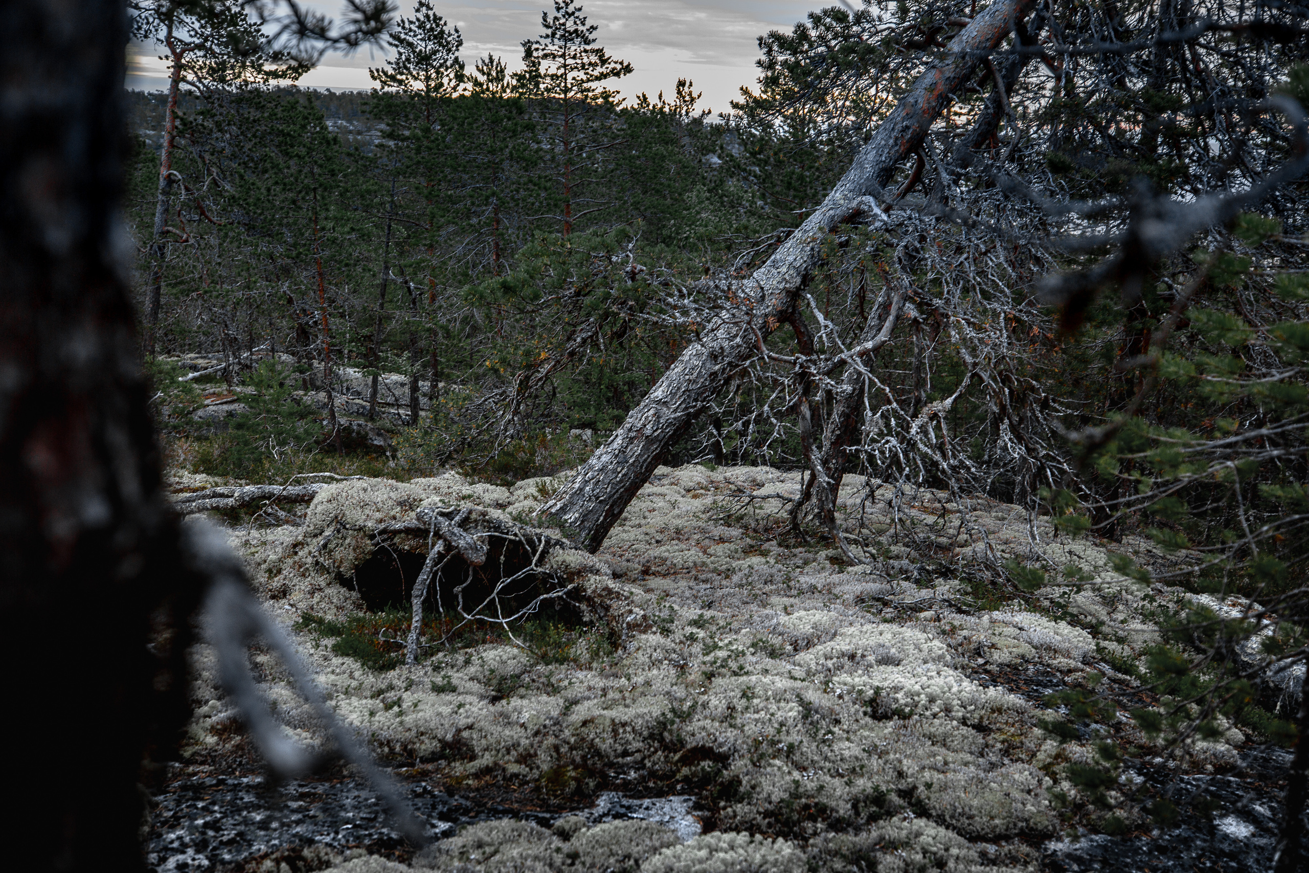 Остров Коткано́. Фотограф — путешественник Светлана Романовская