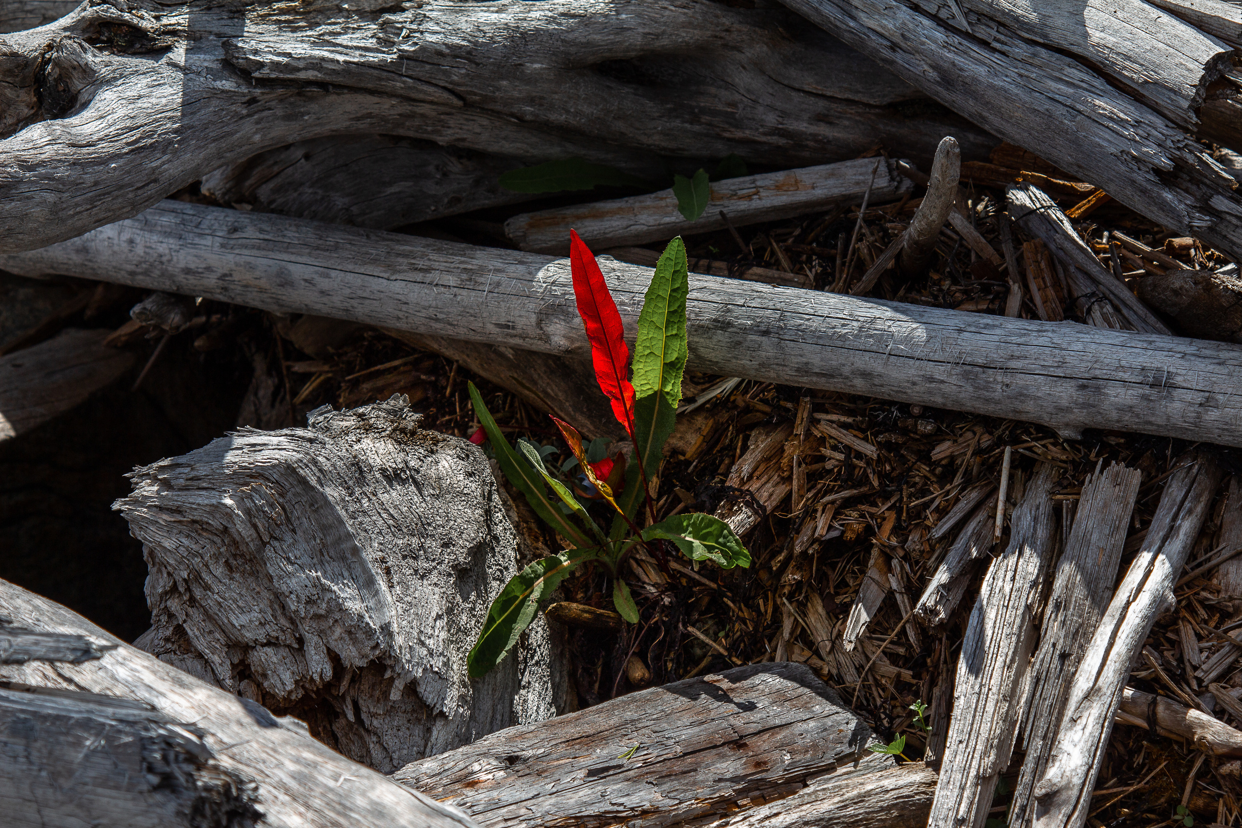 Остров Коткано́. Фотограф — путешественник Светлана Романовская