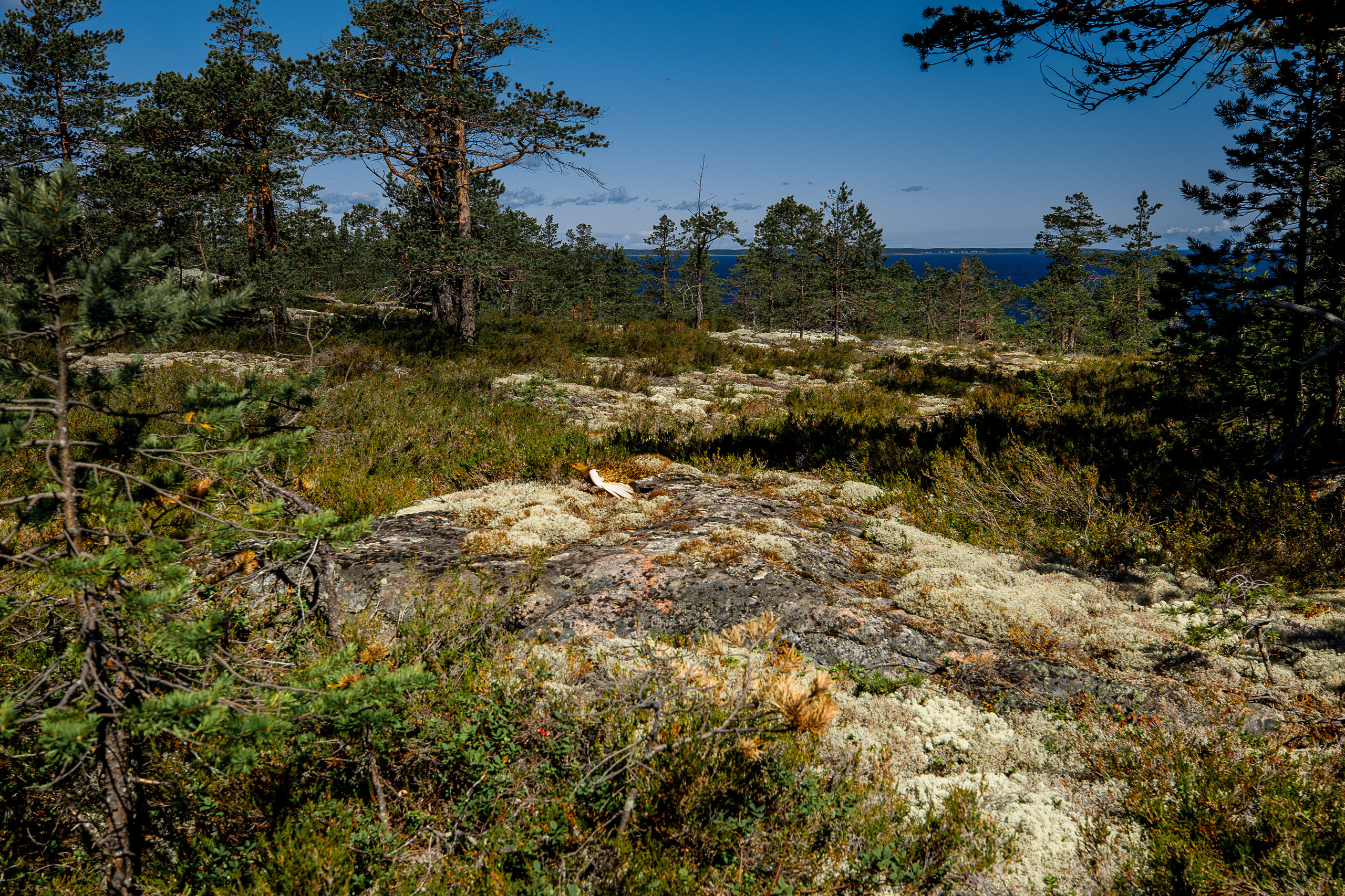 Остров Коткано́. Фотограф — путешественник Светлана Романовская