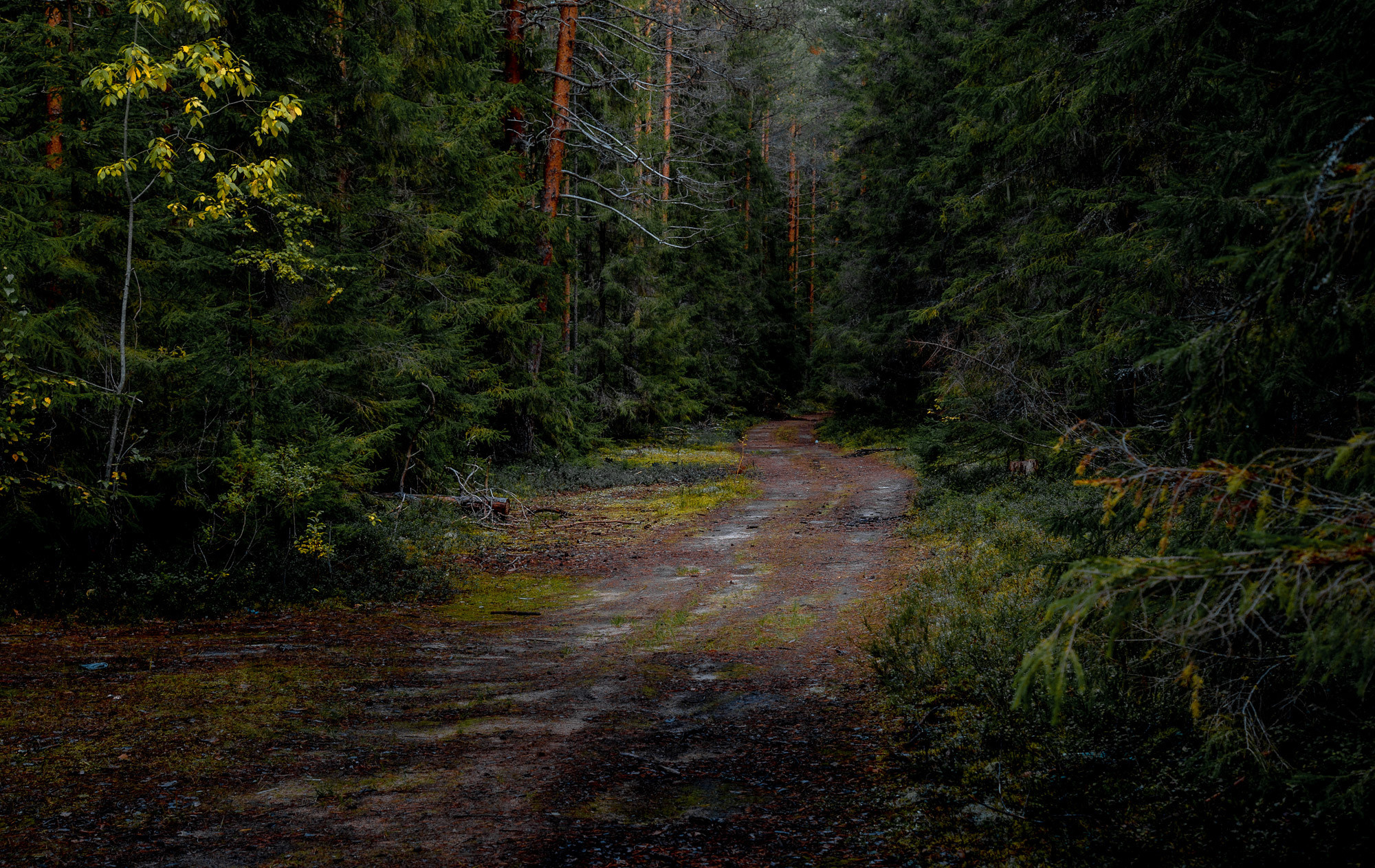 Д. Тарасонаволоцкая, Устьянский р-он, Архангельская область. Фотограф — путешественник Светлана Романовская