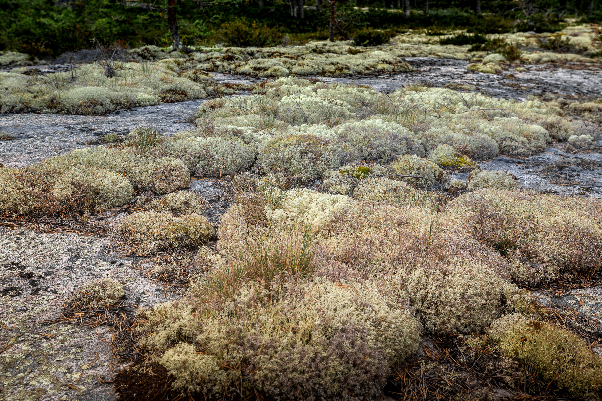 Остров Коткано́. Фотограф — путешественник Светлана Романовская