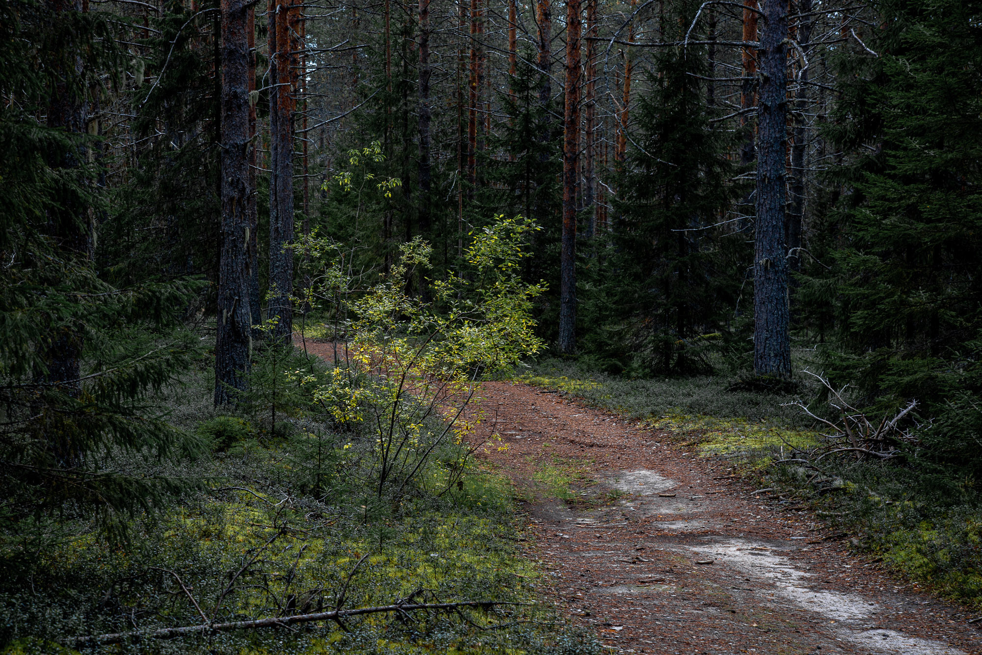 Д. Тарасонаволоцкая, Устьянский р-он, Архангельская область. Фотограф — путешественник Светлана Романовская