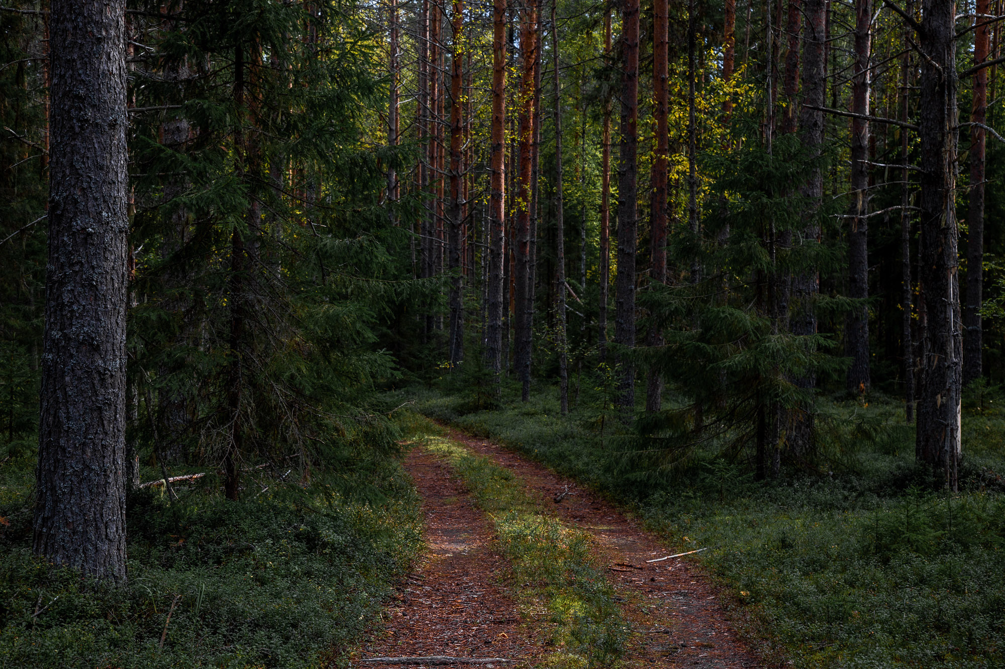 Д. Тарасонаволоцкая, Устьянский р-он, Архангельская область. Фотограф — путешественник Светлана Романовская