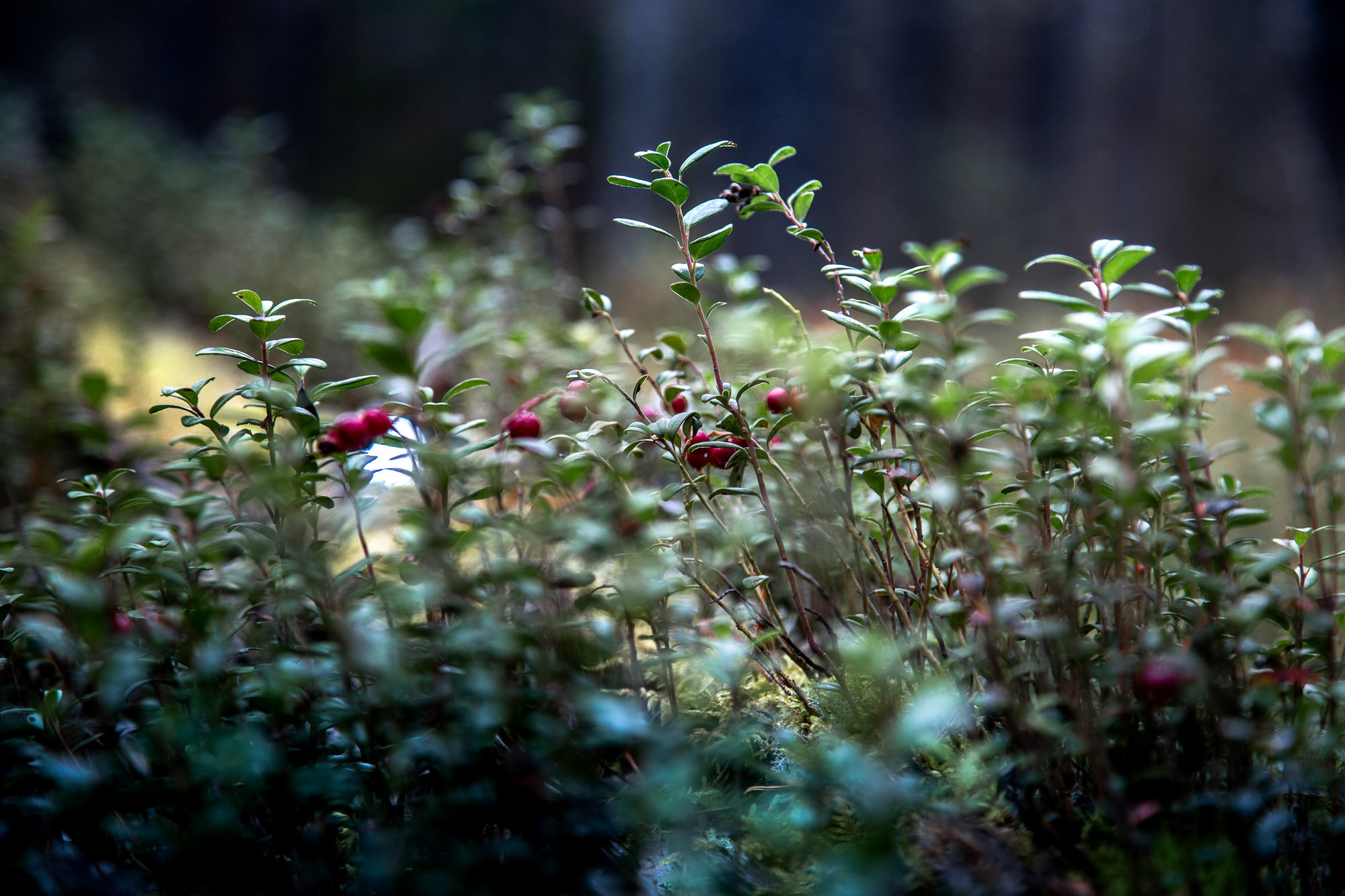 Д. Тарасонаволоцкая, Устьянский р-он, Архангельская область. Фотограф — путешественник Светлана Романовская