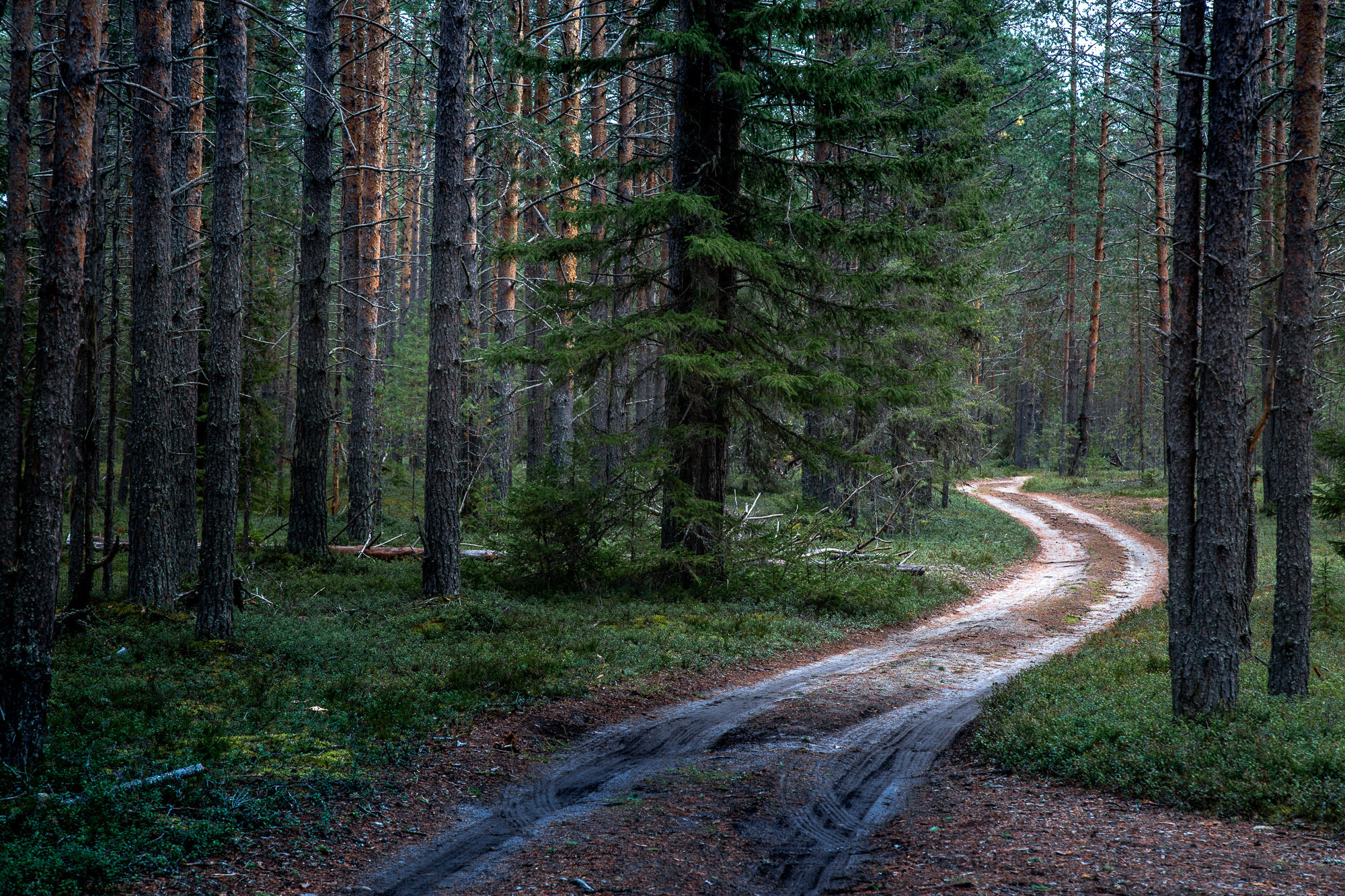 Д. Тарасонаволоцкая, Устьянский р-он, Архангельская область. Фотограф — путешественник Светлана Романовская