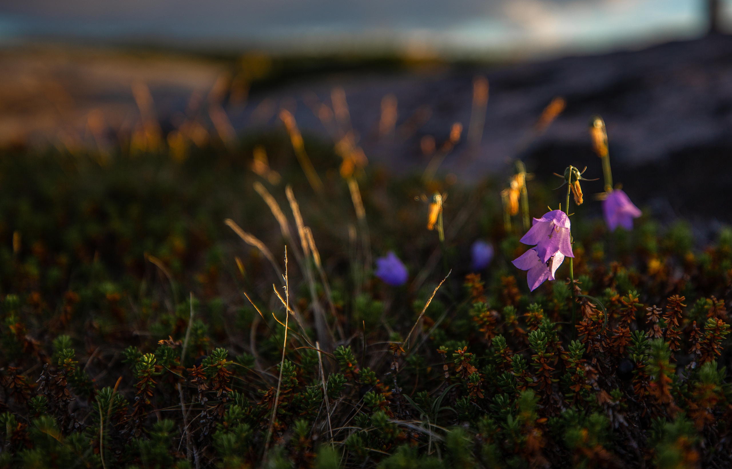 Остров Коткано́. Фотограф — путешественник Светлана Романовская