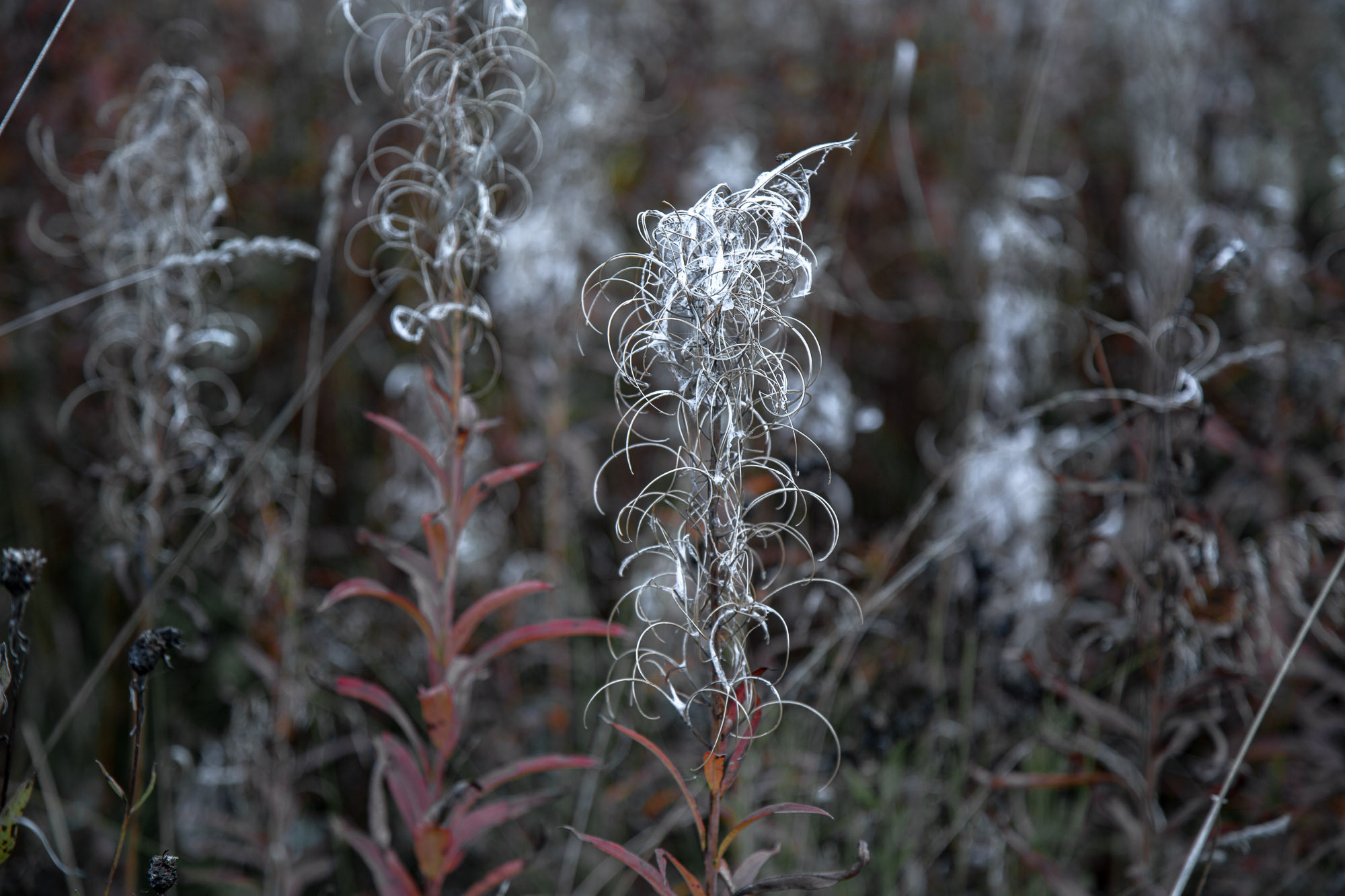 Д. Тарасонаволоцкая, Устьянский р-он, Архангельская область. Фотограф — путешественник Светлана Романовская