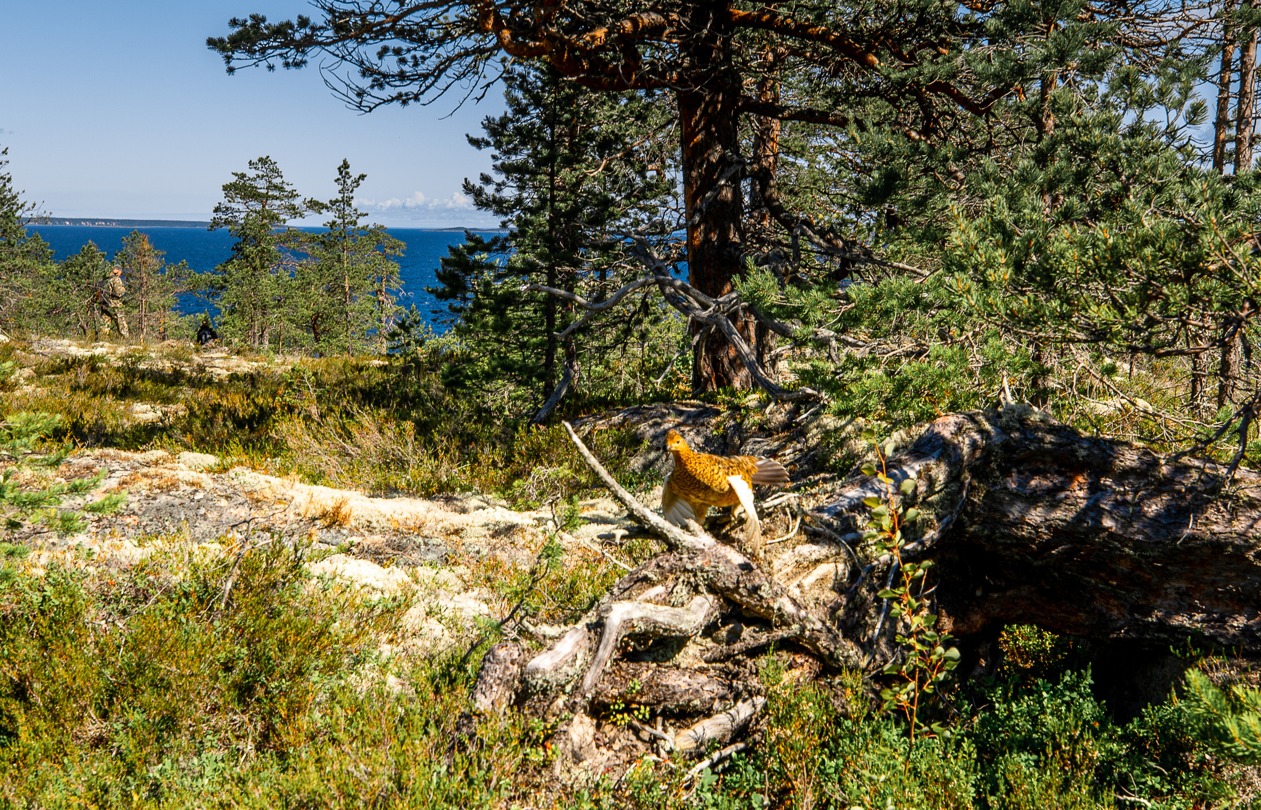 Остров Коткано́. Фотограф — путешественник Светлана Романовская