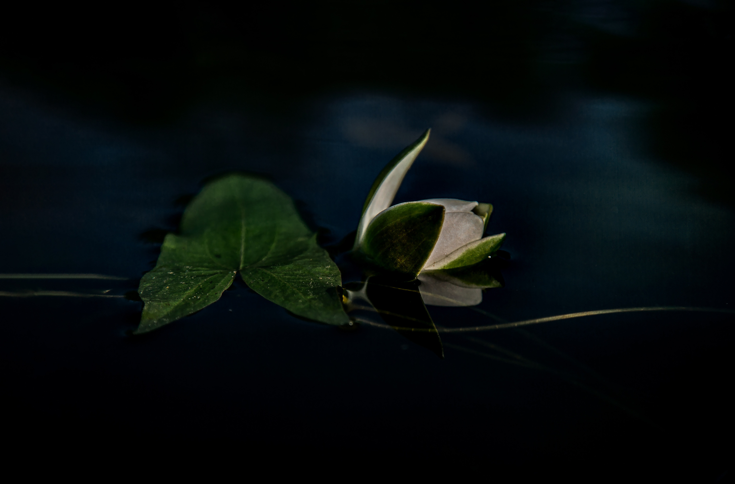 Ягодки, цветочки и все такое для души…. Фотограф — путешественник Светлана Романовская