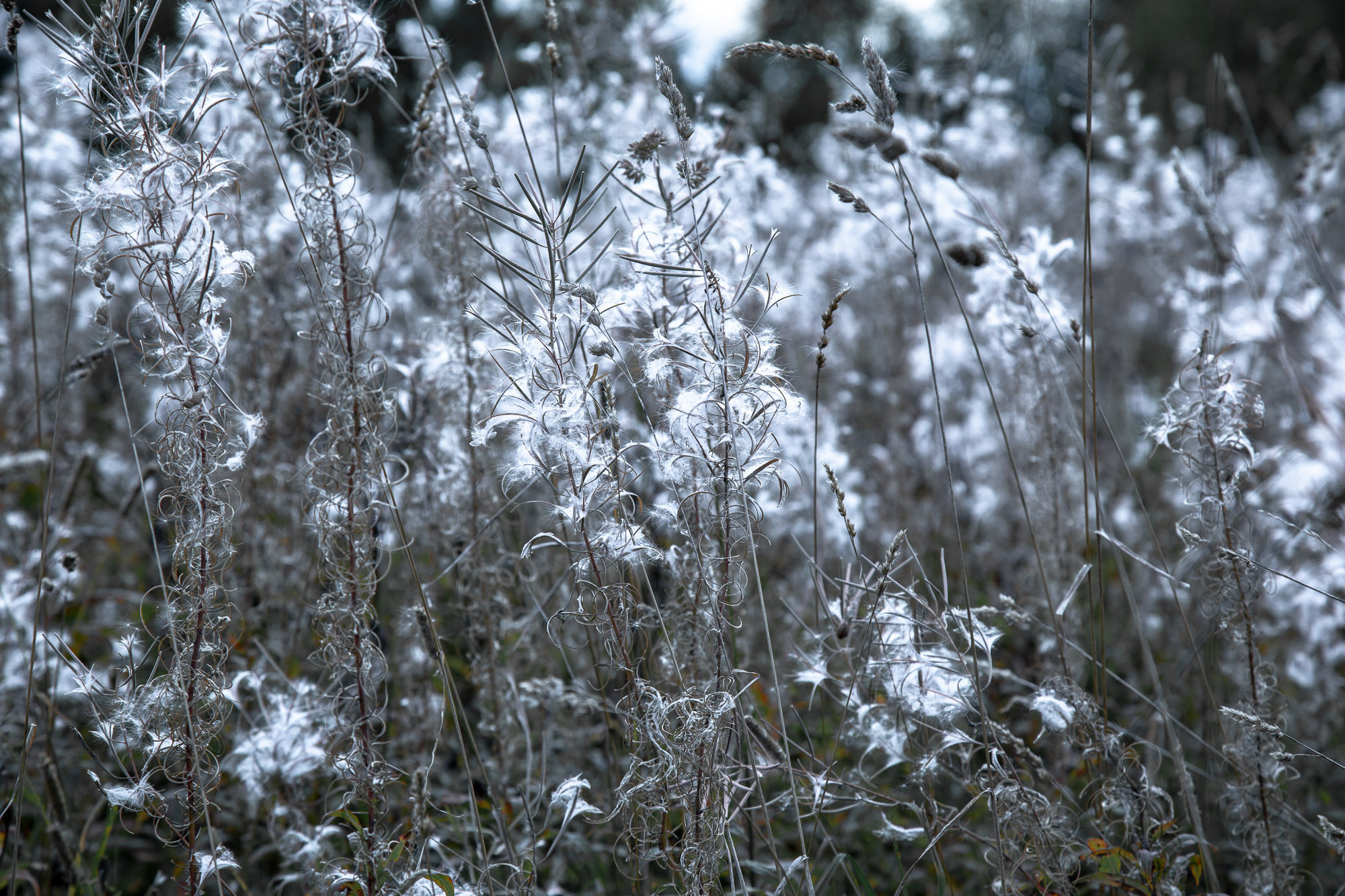 Д. Тарасонаволоцкая, Устьянский р-он, Архангельская область. Фотограф — путешественник Светлана Романовская