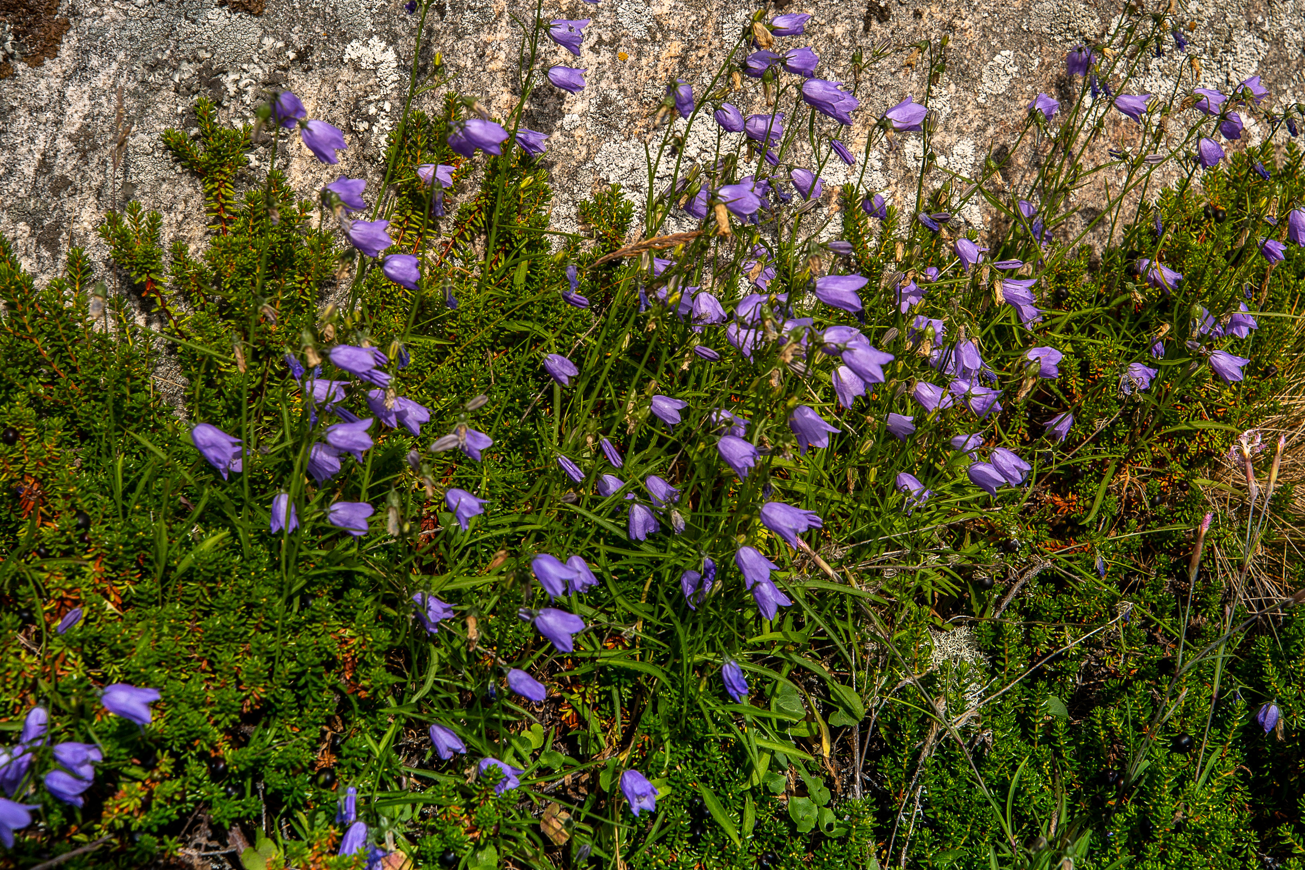 Остров Коткано́. Фотограф — путешественник Светлана Романовская