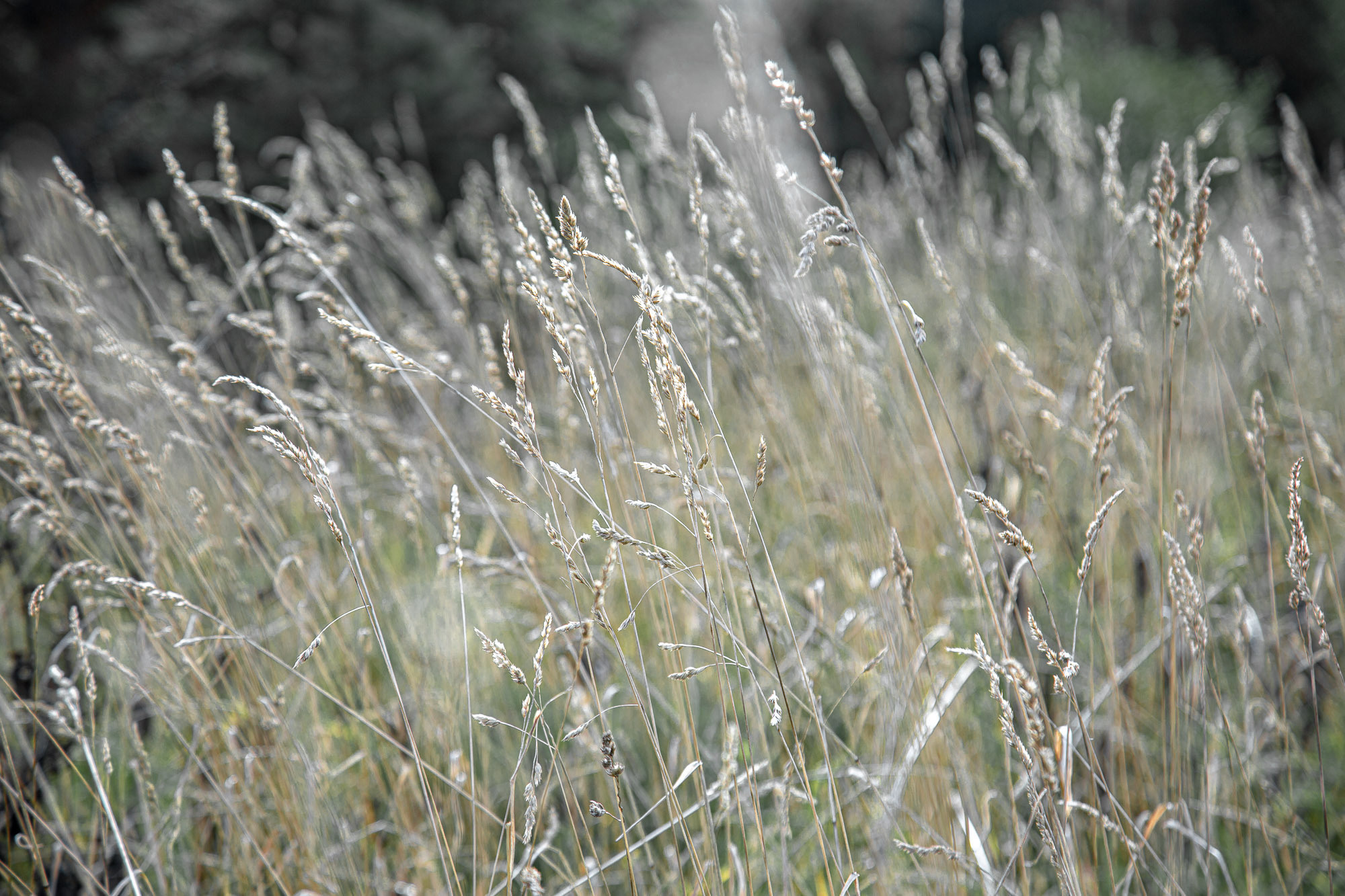 Д. Тарасонаволоцкая, Устьянский р-он, Архангельская область. Фотограф — путешественник Светлана Романовская