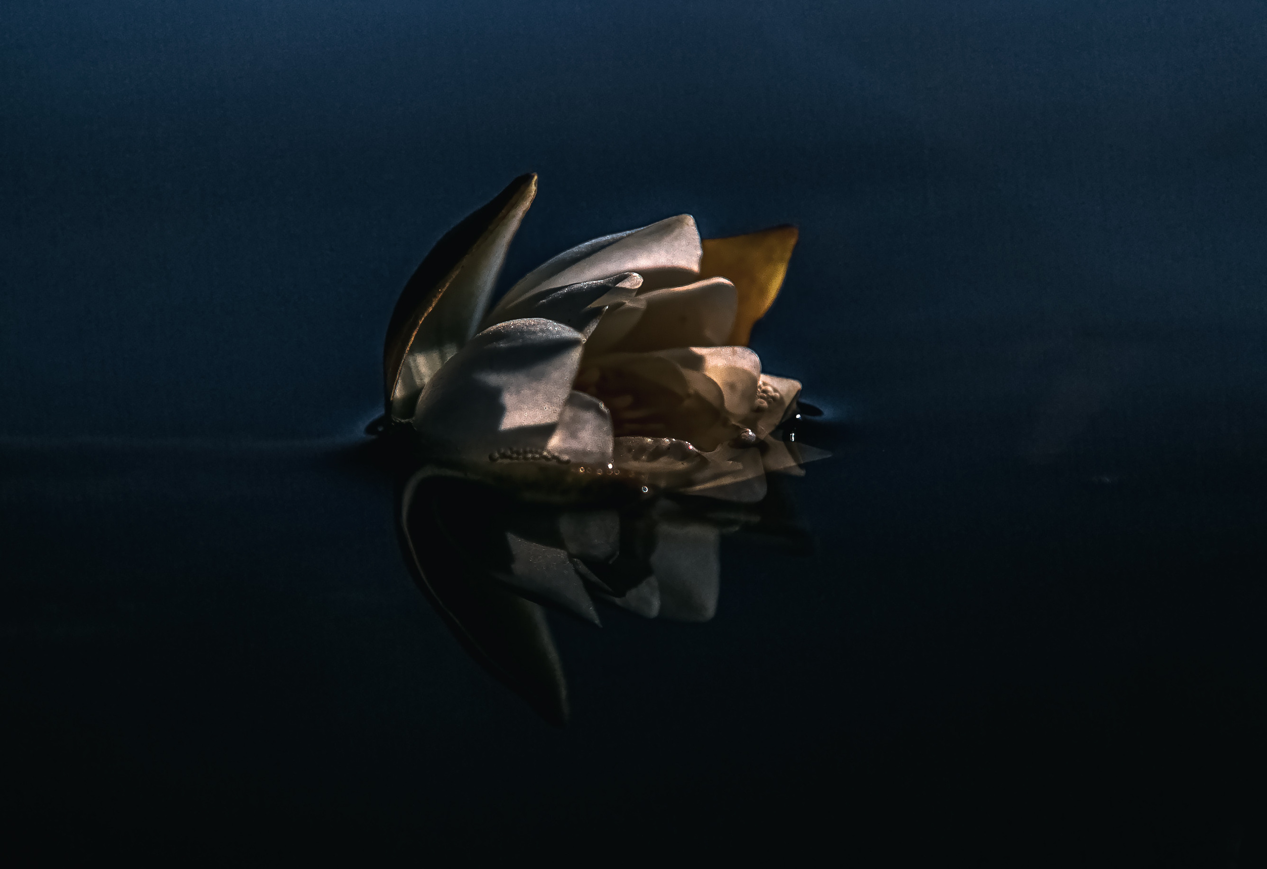 Ягодки, цветочки и все такое для души…. Фотограф — путешественник Светлана Романовская