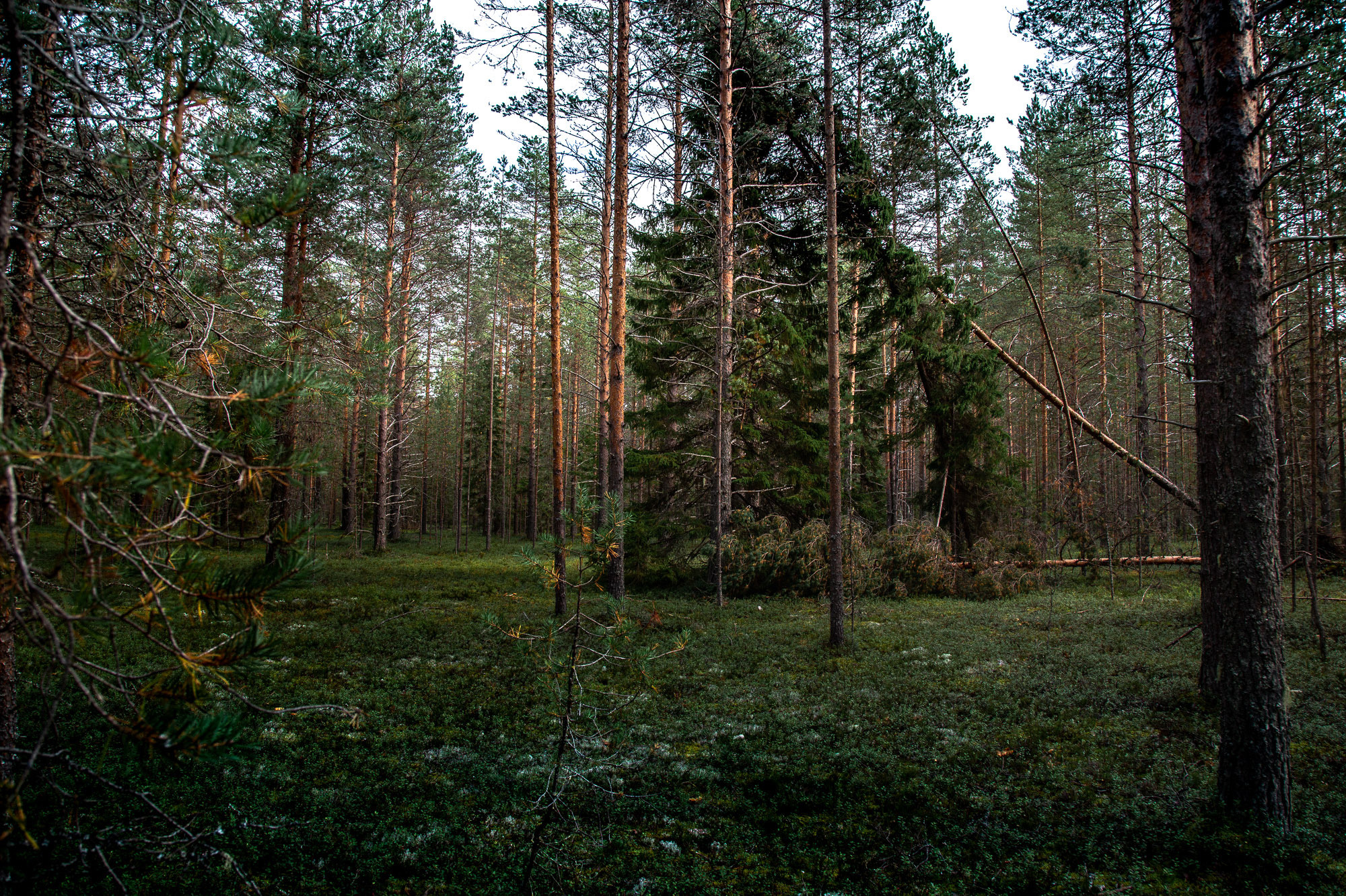 Д. Тарасонаволоцкая, Устьянский р-он, Архангельская область. Фотограф — путешественник Светлана Романовская