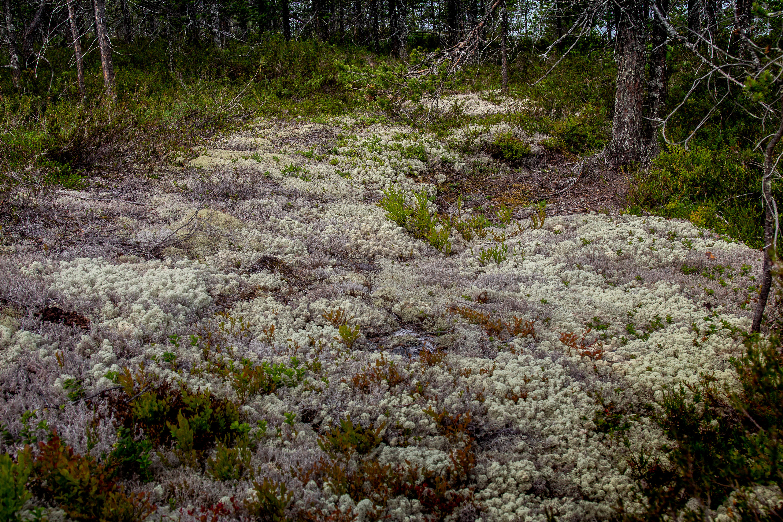 Остров Коткано́. Фотограф — путешественник Светлана Романовская