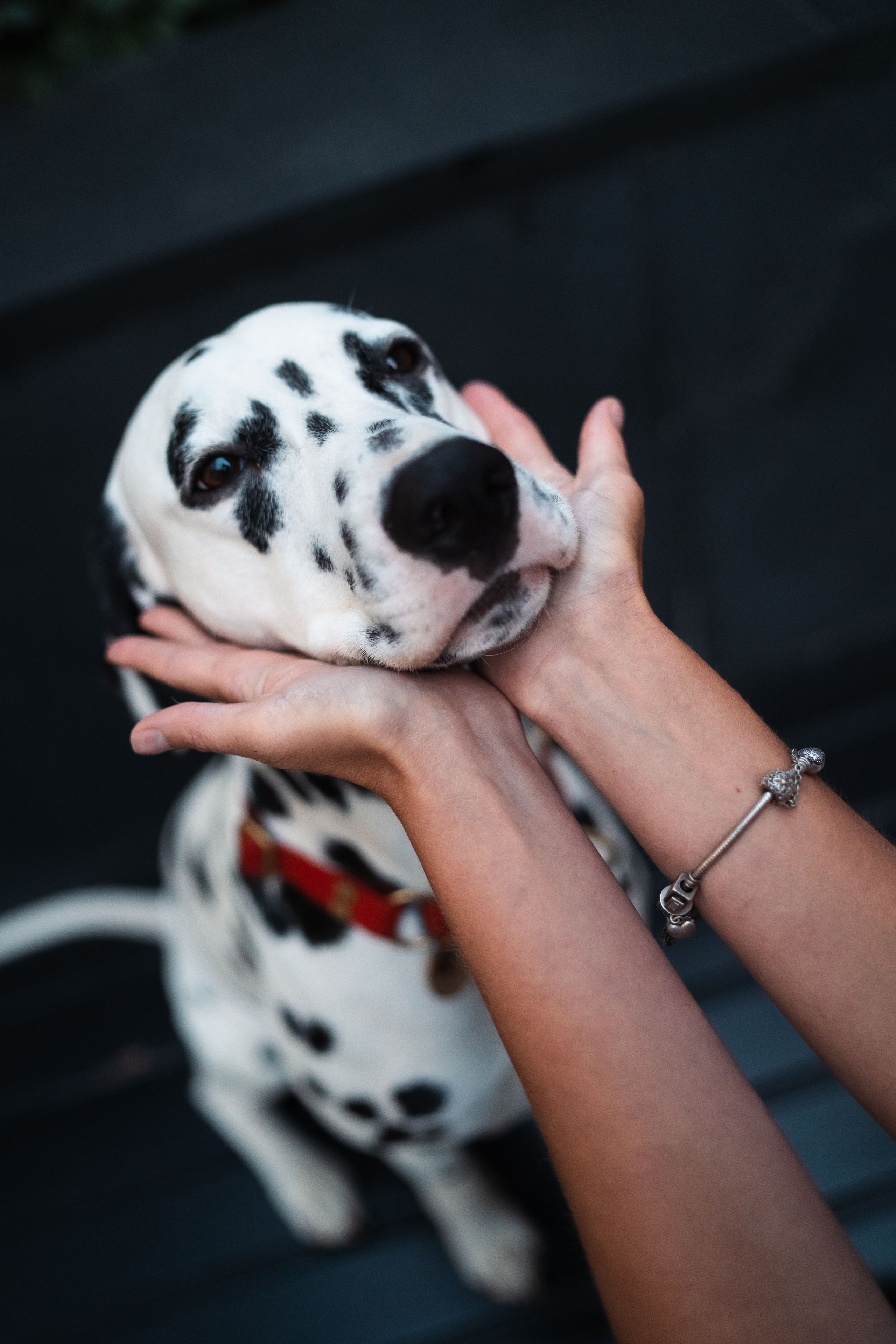 1 Далматин. Фотограф анималист